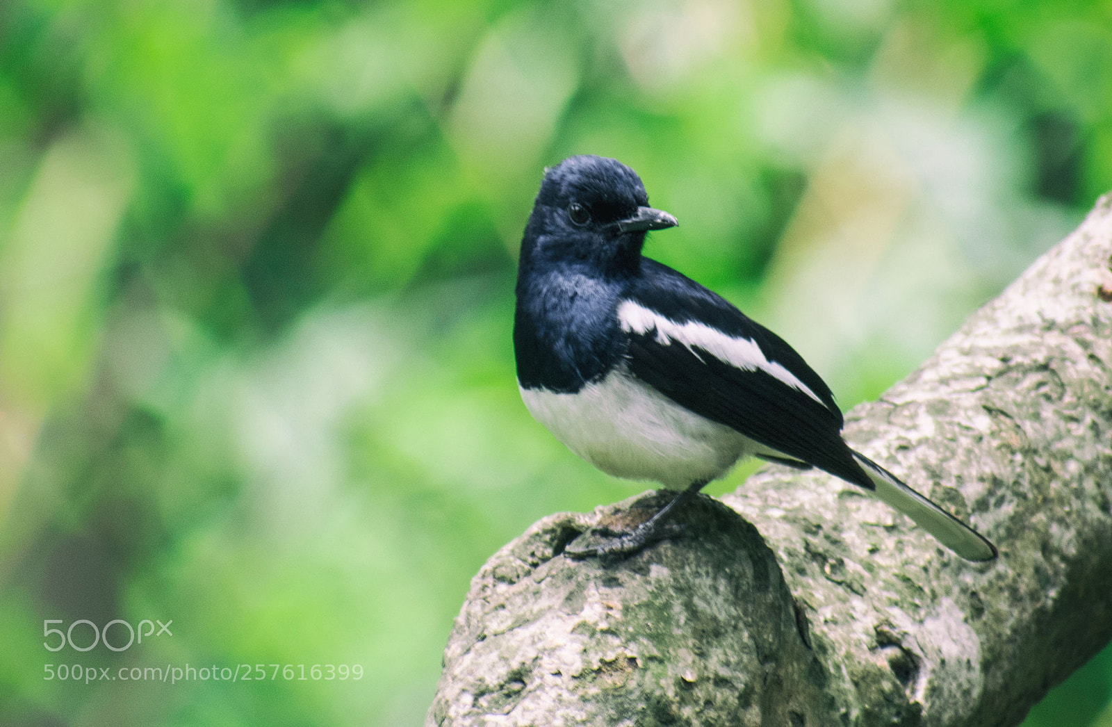 Nikon D5500 sample photo. Oriental magpie -robin photography