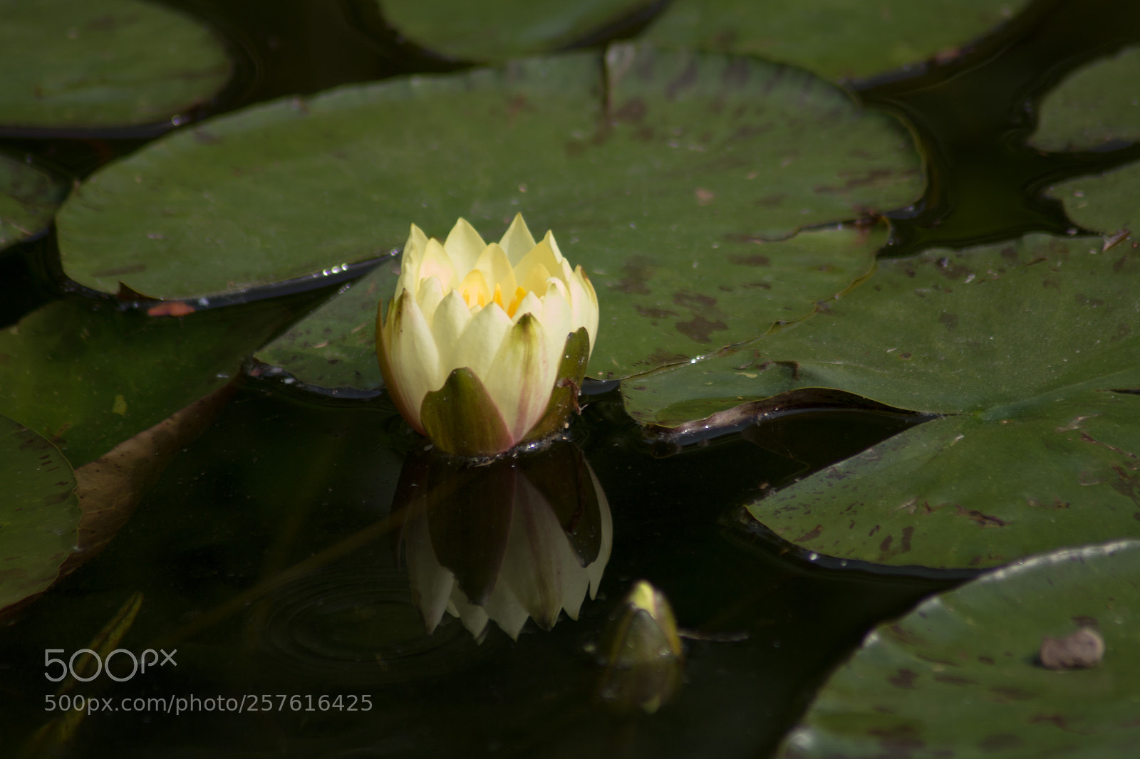 Canon EOS 70D sample photo. Seerose photography