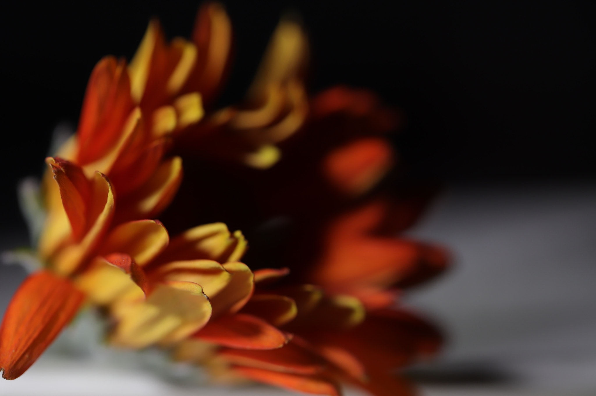 Canon EF 100mm F2.8L Macro IS USM sample photo. What is left behind.. ii photography