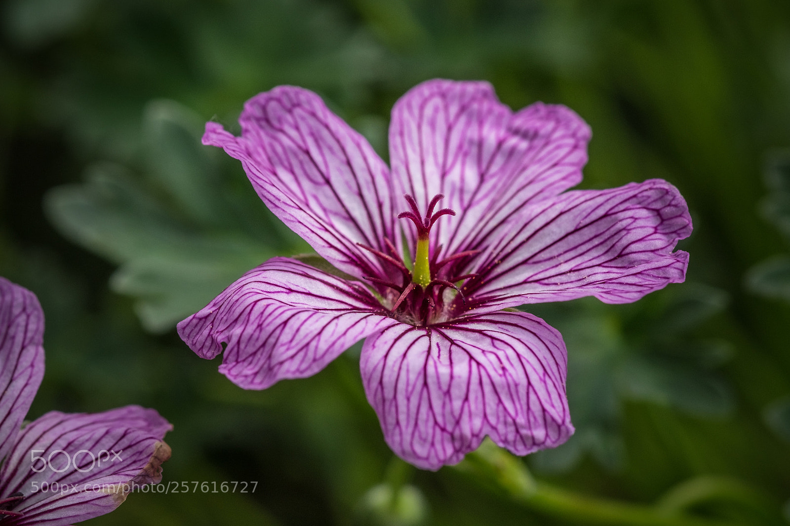 Fujifilm X-T1 sample photo. Grauer storchschnabel geranium cinereum photography