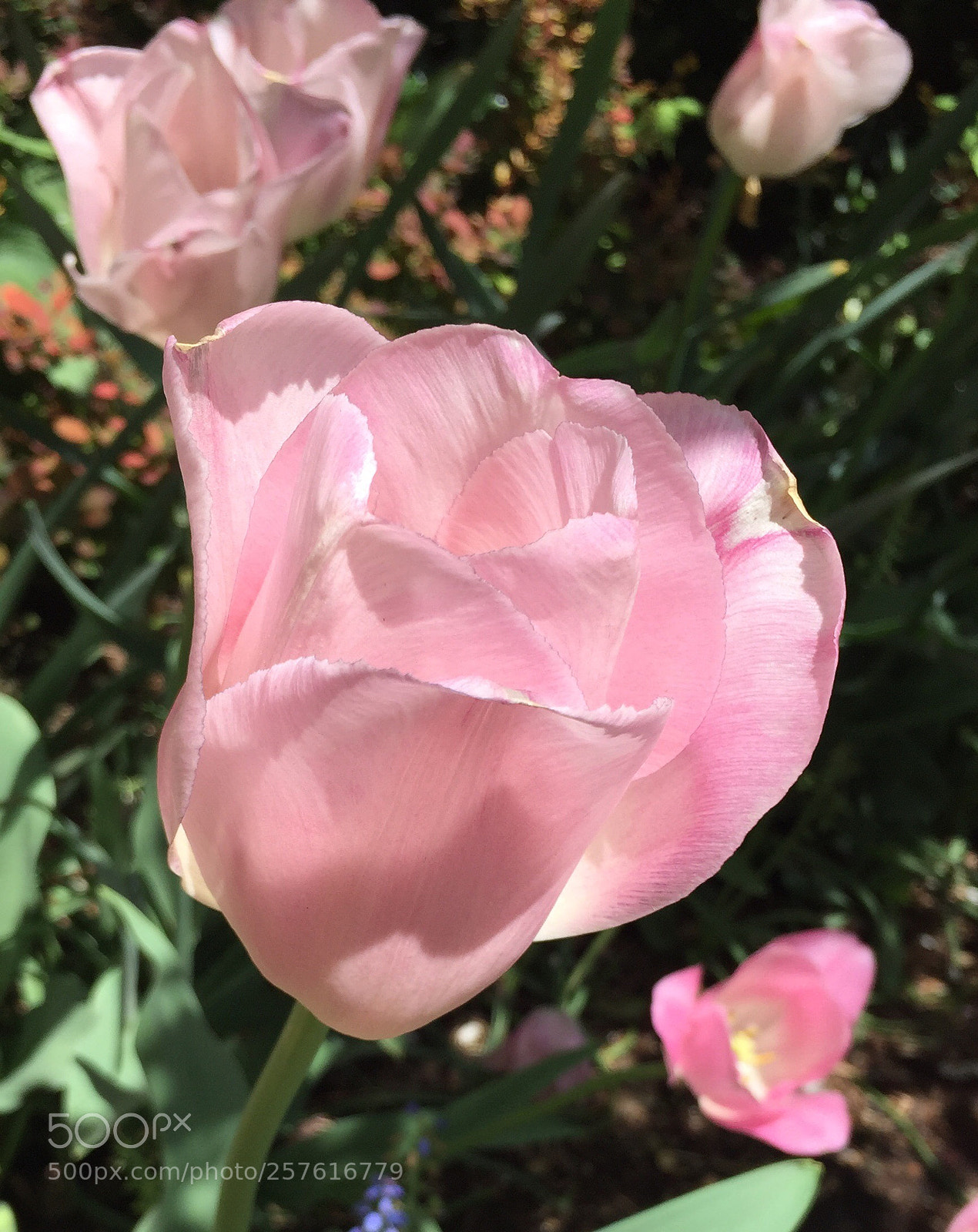 Apple iPhone 6 sample photo. Luminescent tulip photography