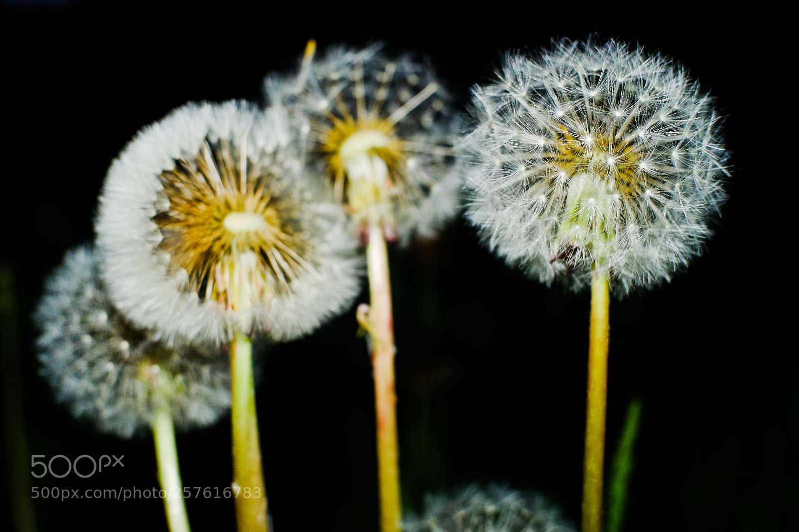 Fujifilm X-T10 sample photo. 4 dandelions at night photography
