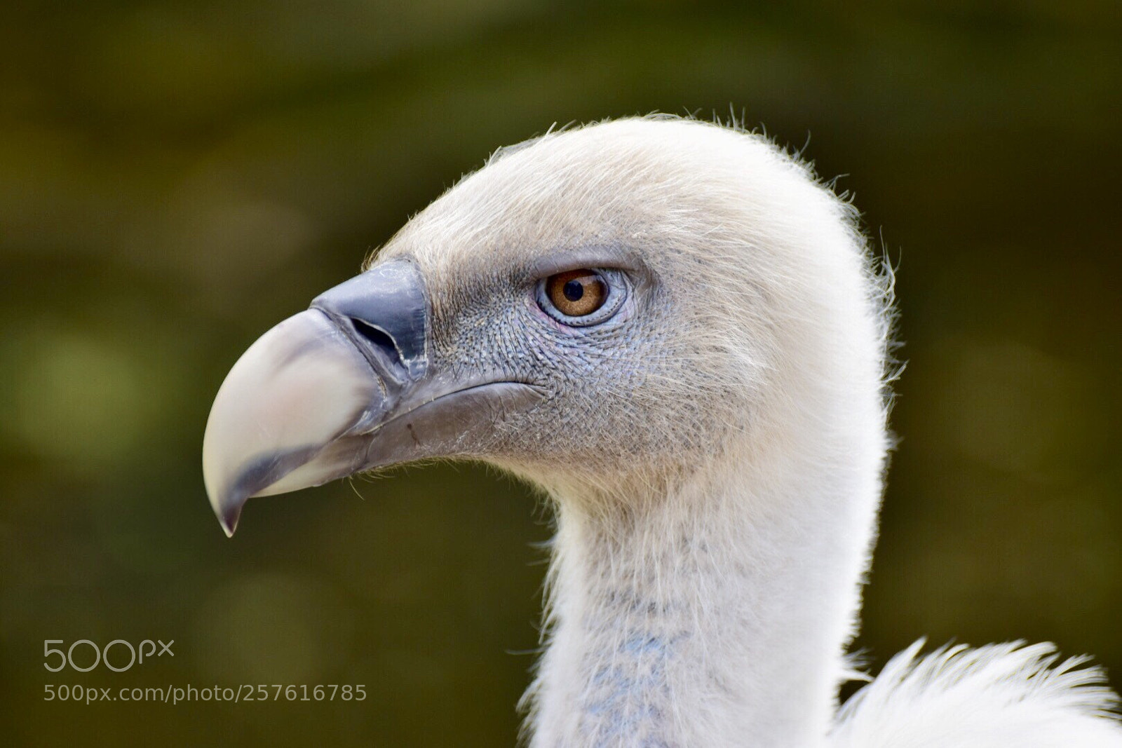 Nikon D5300 sample photo. Vale gier / griffon vulture photography