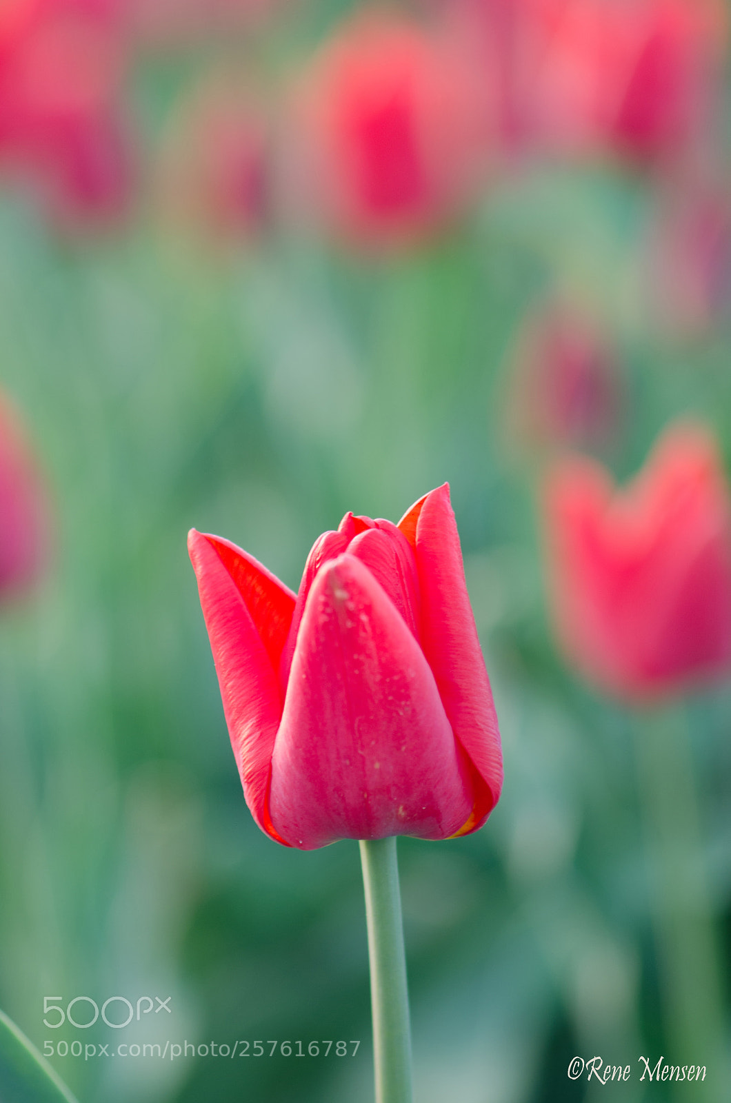 Nikon D5100 sample photo. Tulip photography