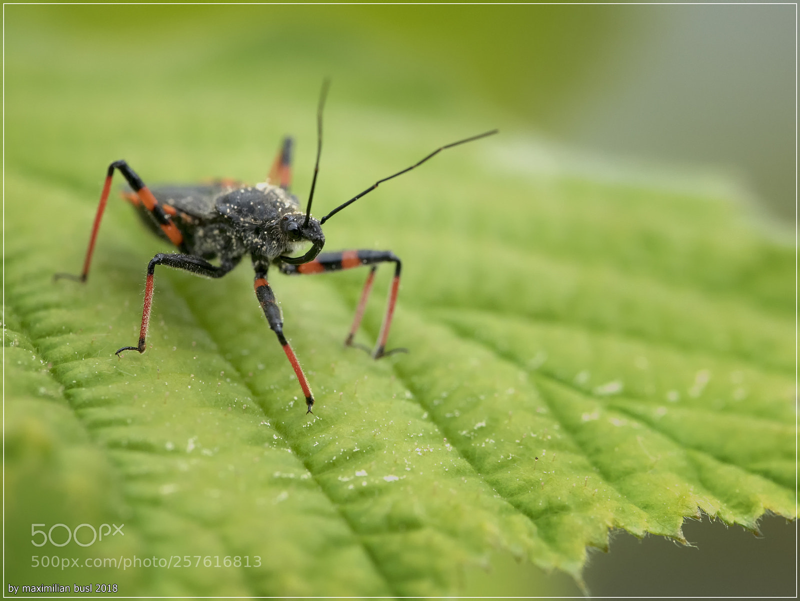 Nikon D850 sample photo. Killer bug photography