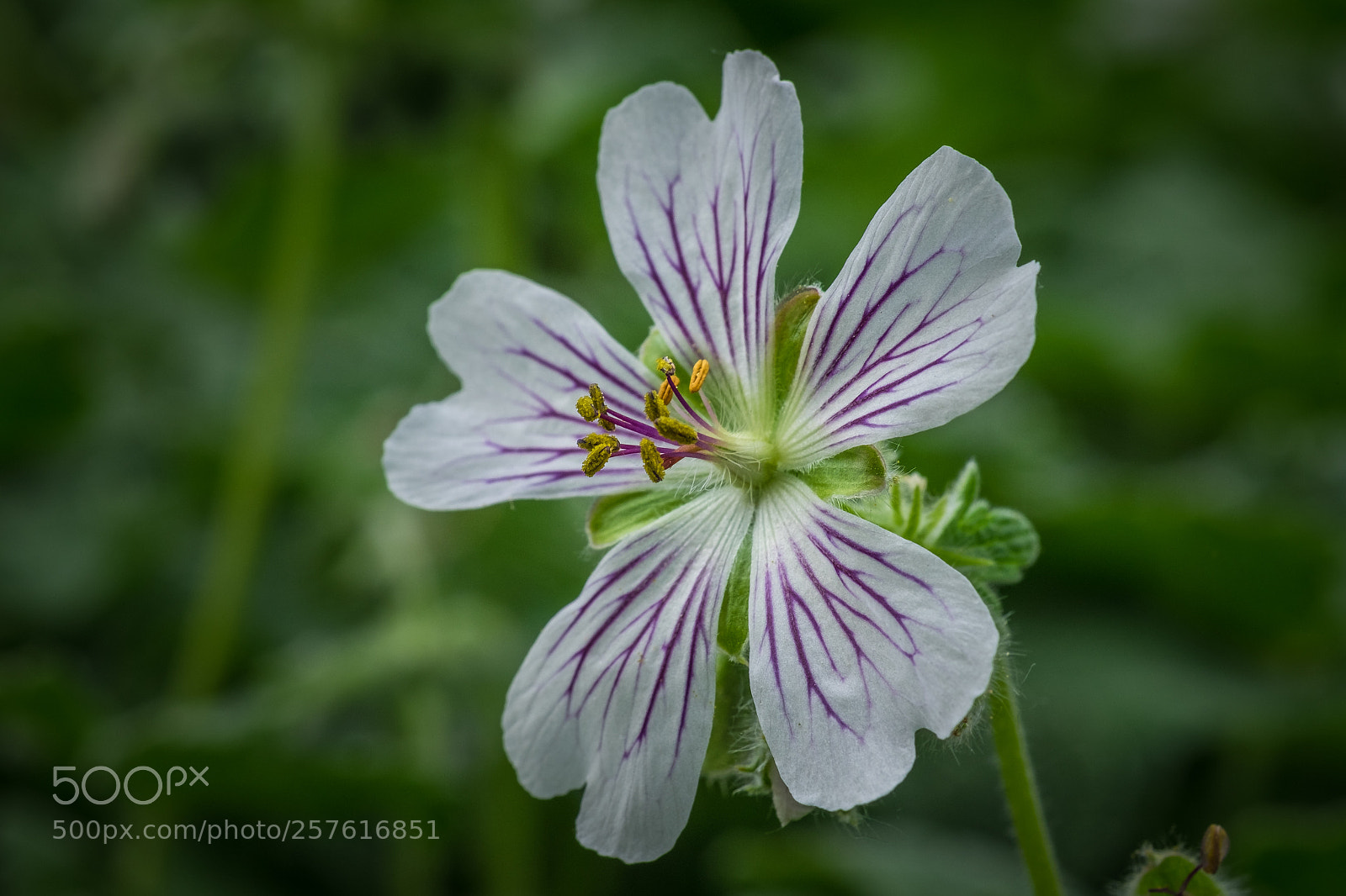 Fujifilm X-T1 sample photo. Kaukasus storchschnabel(geranium renardii) photography