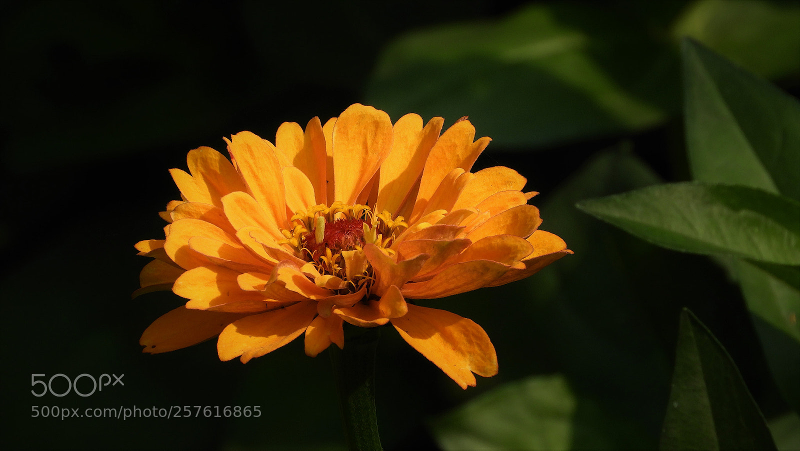 Nikon Coolpix B700 sample photo. Zinnia photography