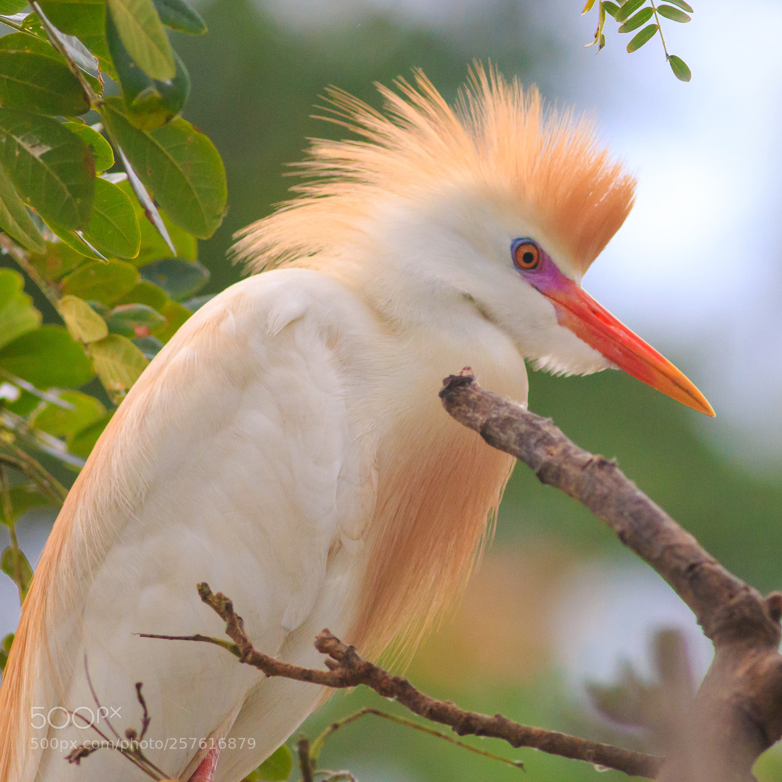 Canon EOS 70D sample photo. Cattle egret photography