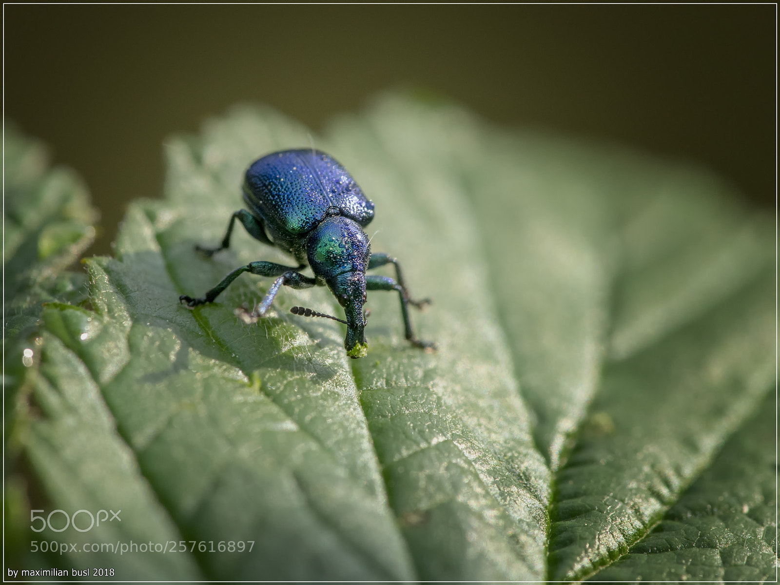 Nikon D850 sample photo. I feel so blue photography
