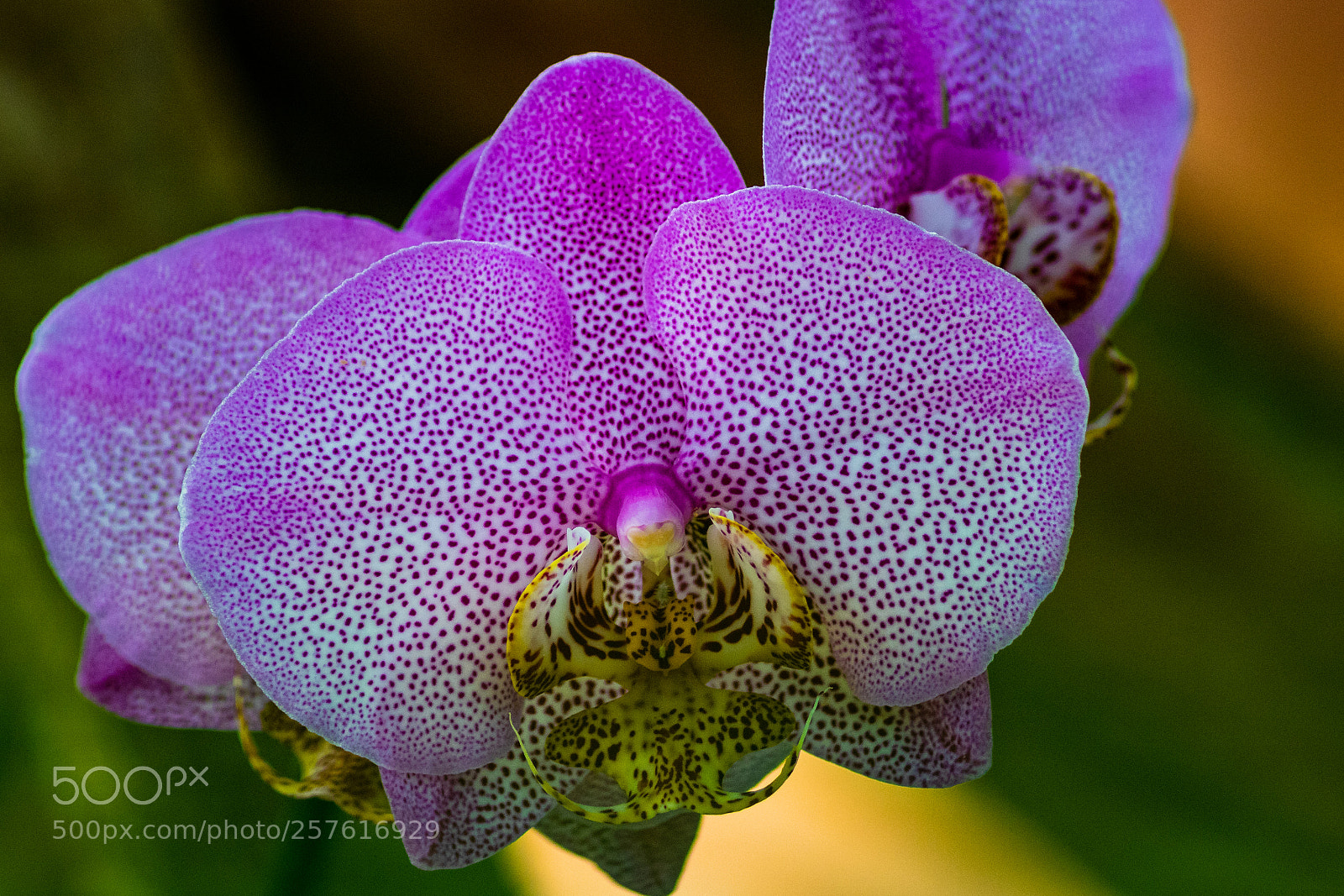 Canon EOS 750D (EOS Rebel T6i / EOS Kiss X8i) sample photo. Orchidee photography