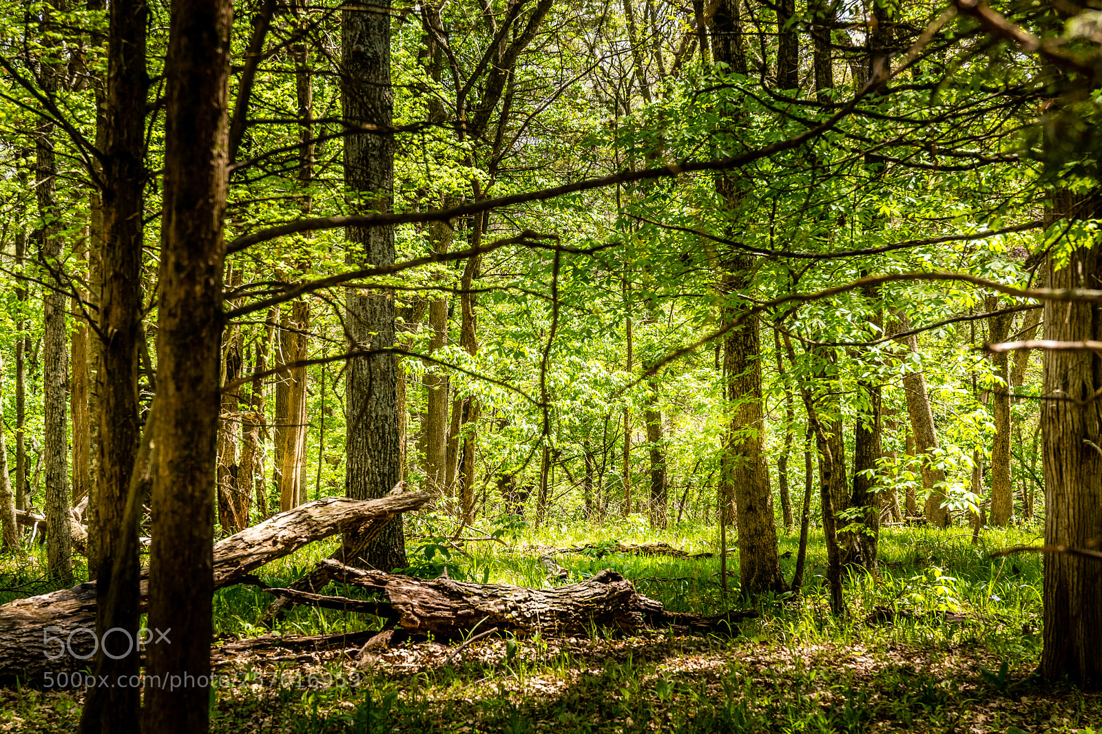 Nikon D7100 sample photo. St francois state park photography