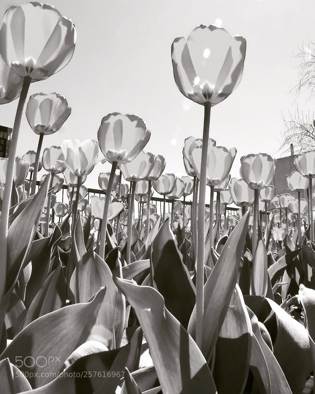 Nikon D7200 sample photo. Tulipes de verre! photography