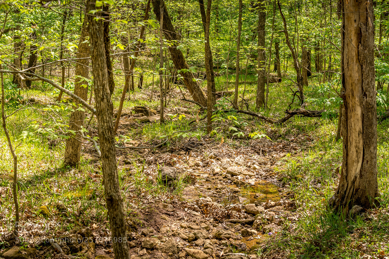 Nikon D7100 sample photo. St francois state park photography