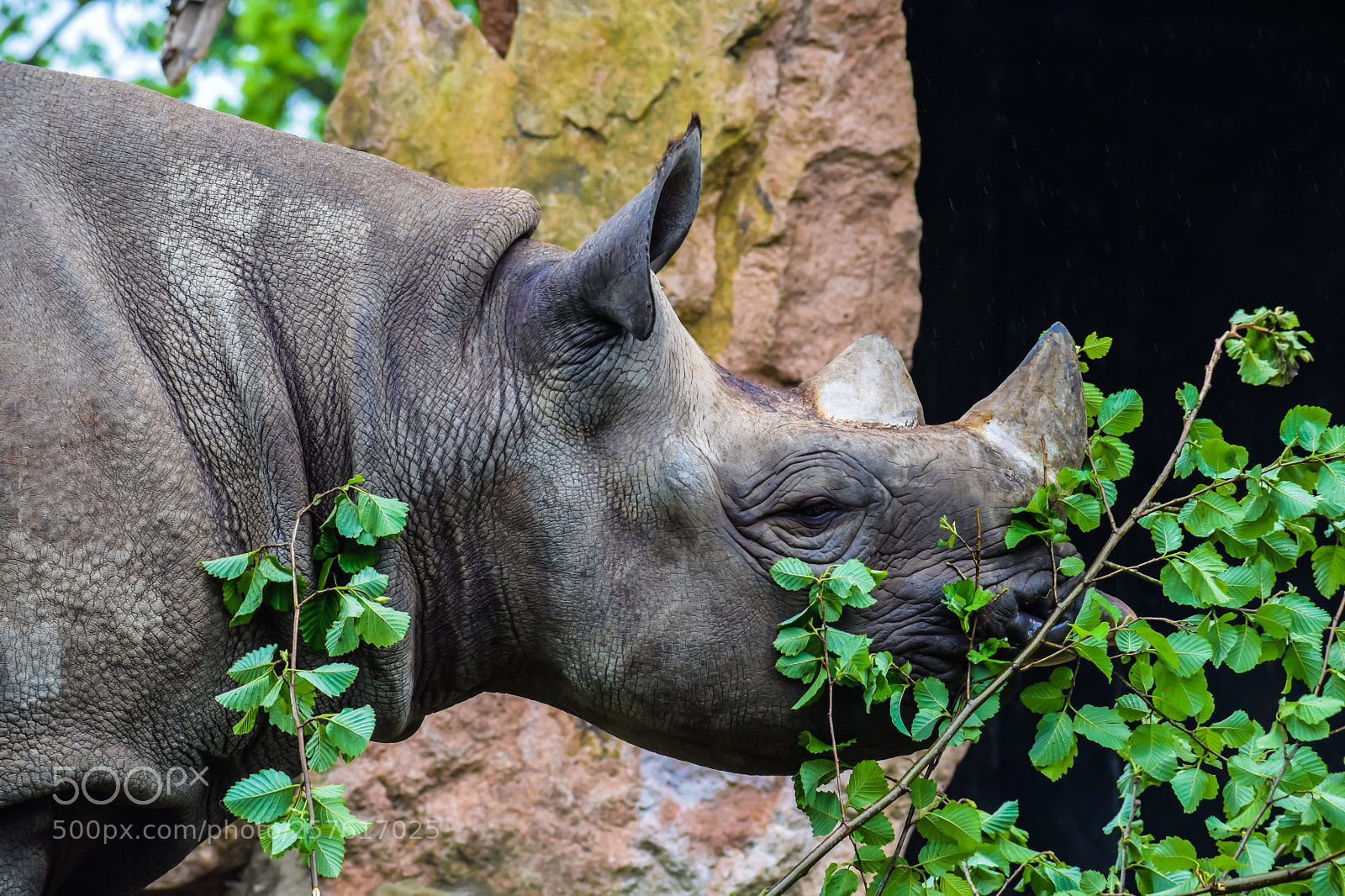 Nikon D3300 sample photo. Rhino photography