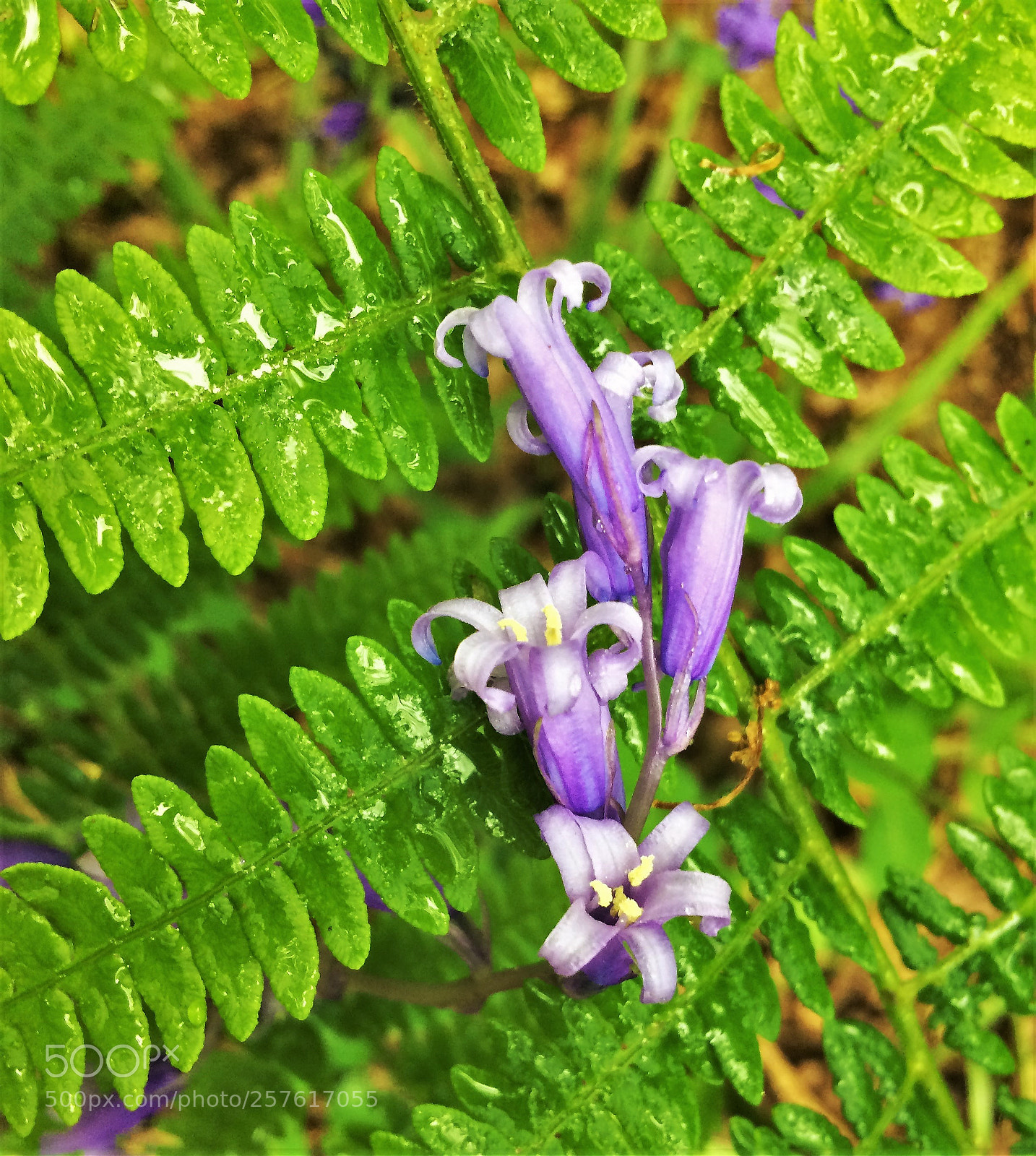 Apple iPhone 5s sample photo. Bluebells close up thru' photography