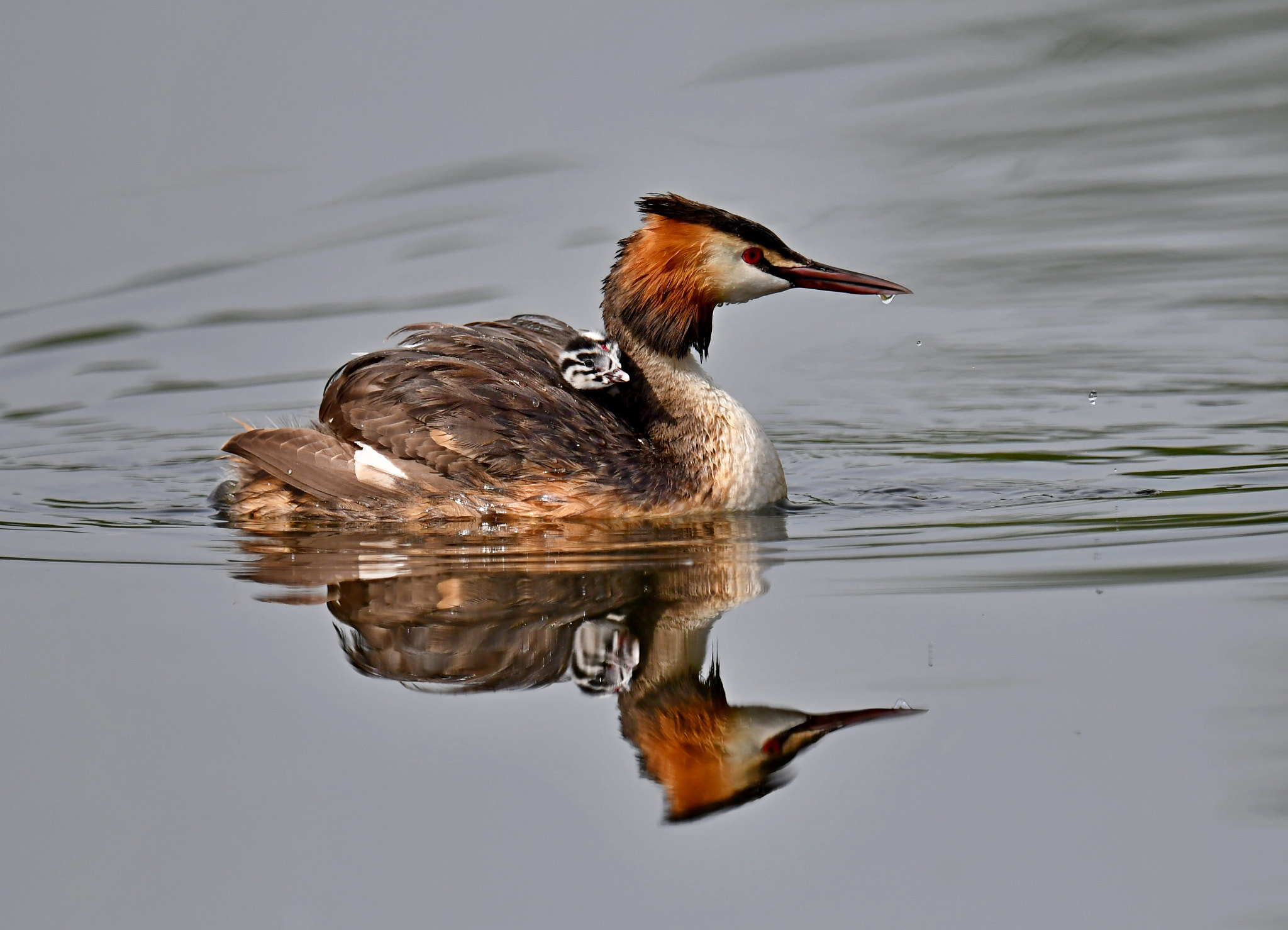 Nikon AF-S Nikkor 600mm F4G ED VR sample photo. Great crested grebe with young photography