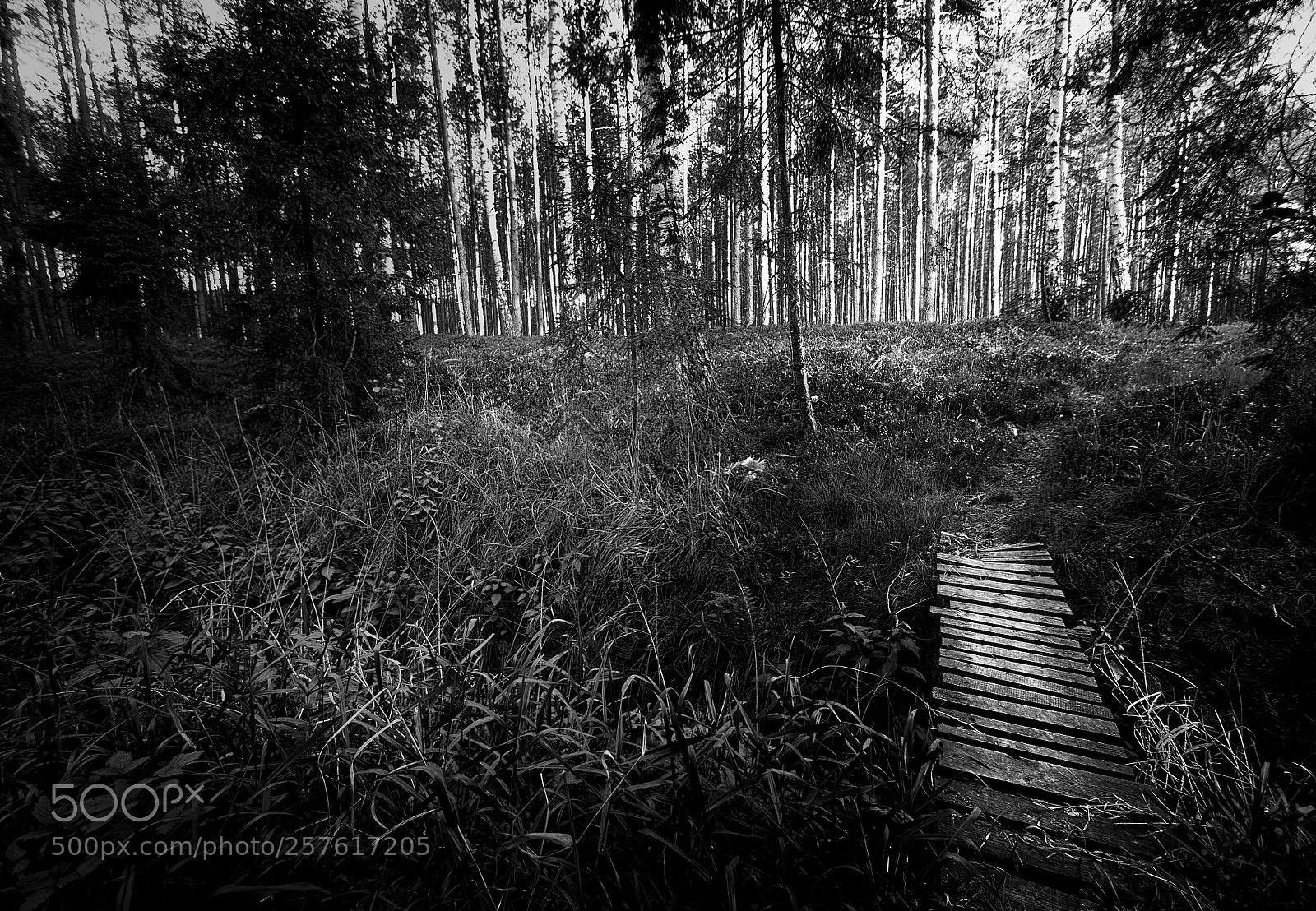 Pentax K-30 sample photo. Catwalk in the forest photography