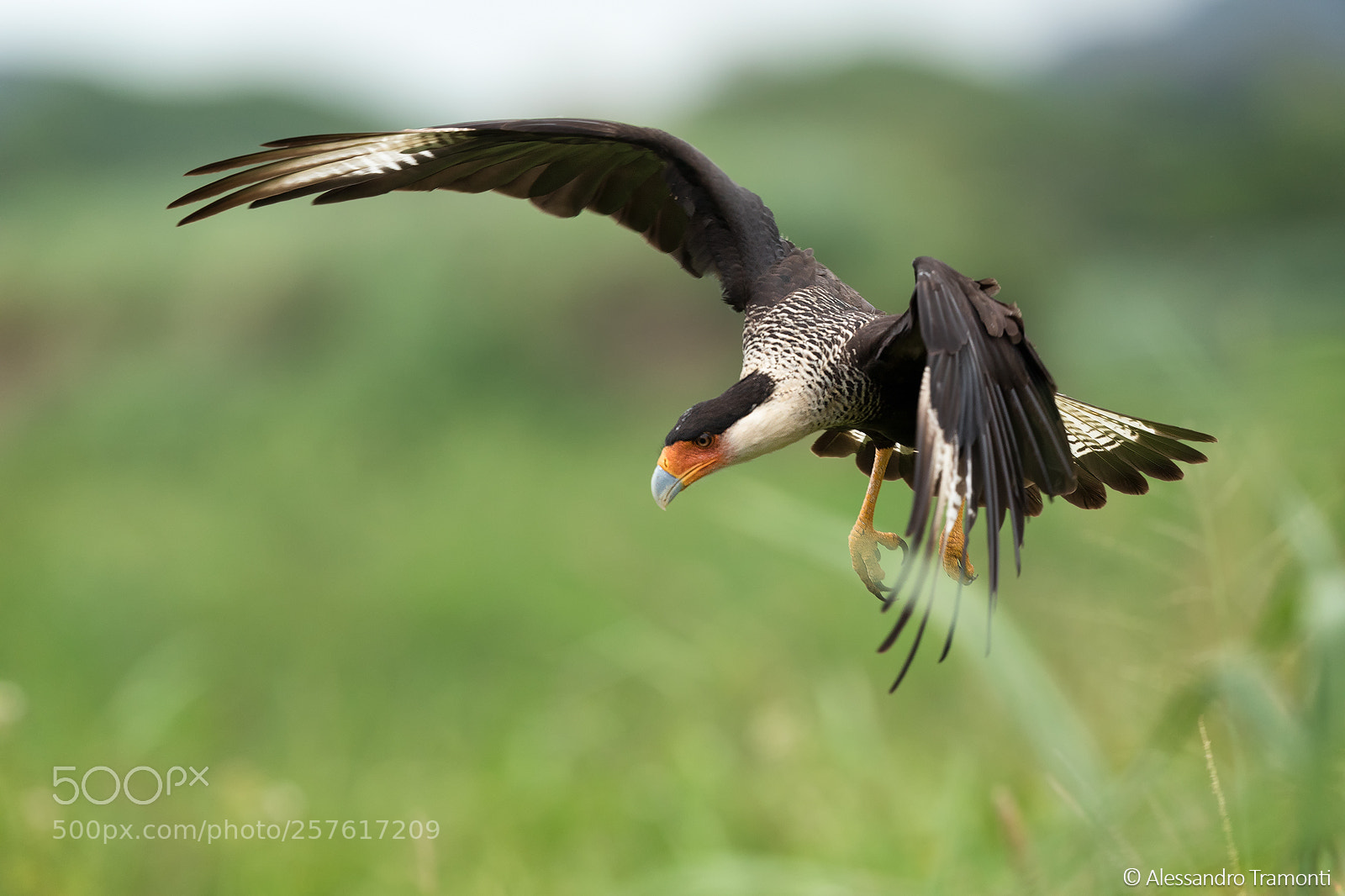 Canon EOS 5D Mark IV sample photo. Crested caracara photography