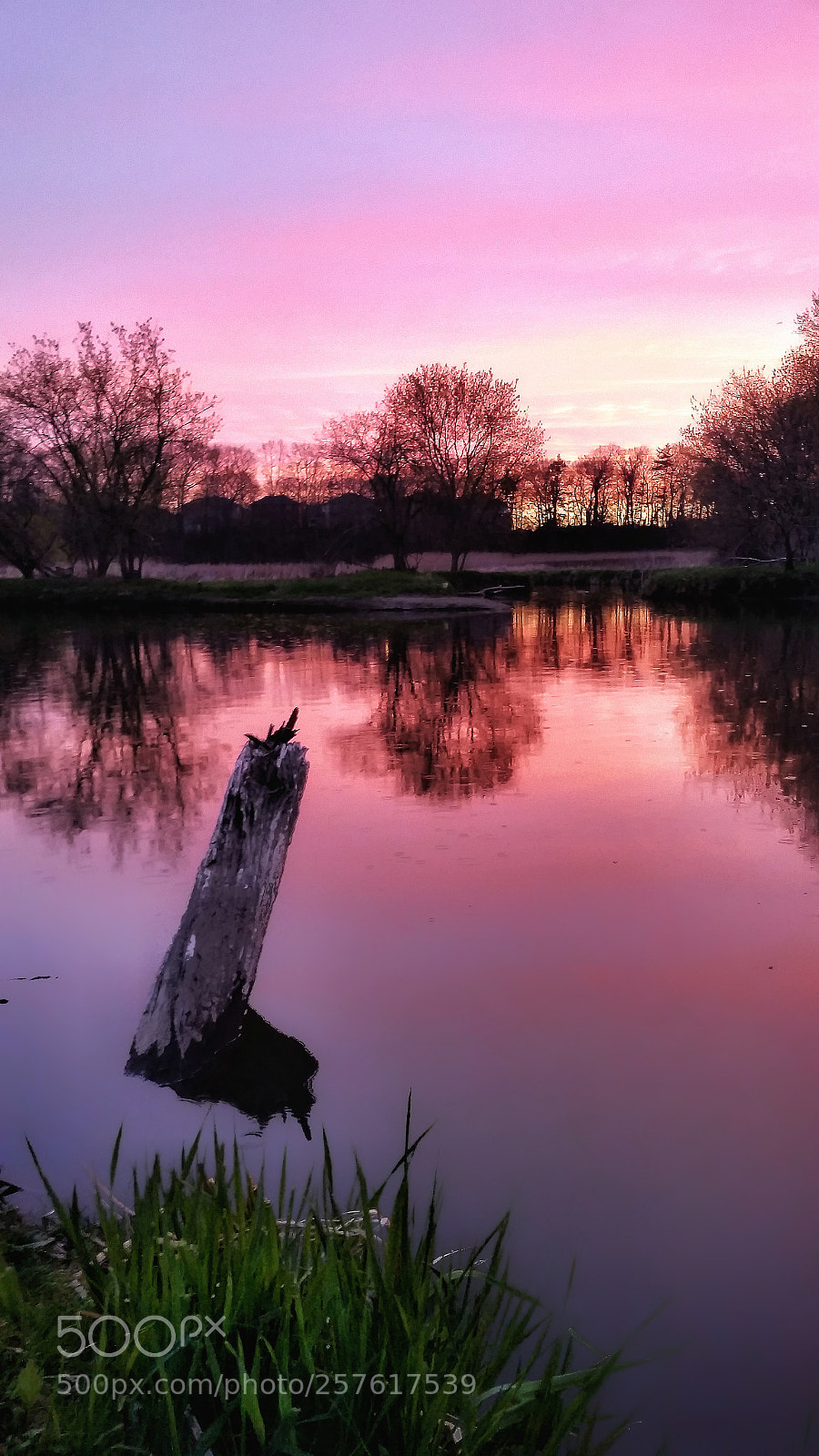 Samsung Galaxy S5 sample photo. Creek stump photography