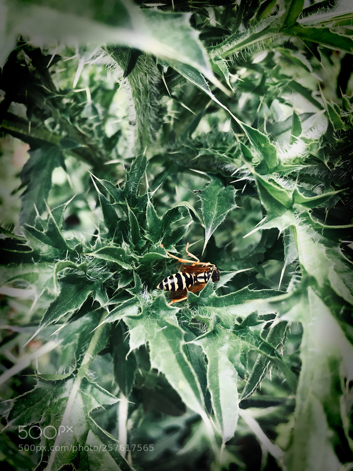 Apple iPhone 6s sample photo. Untitled photography