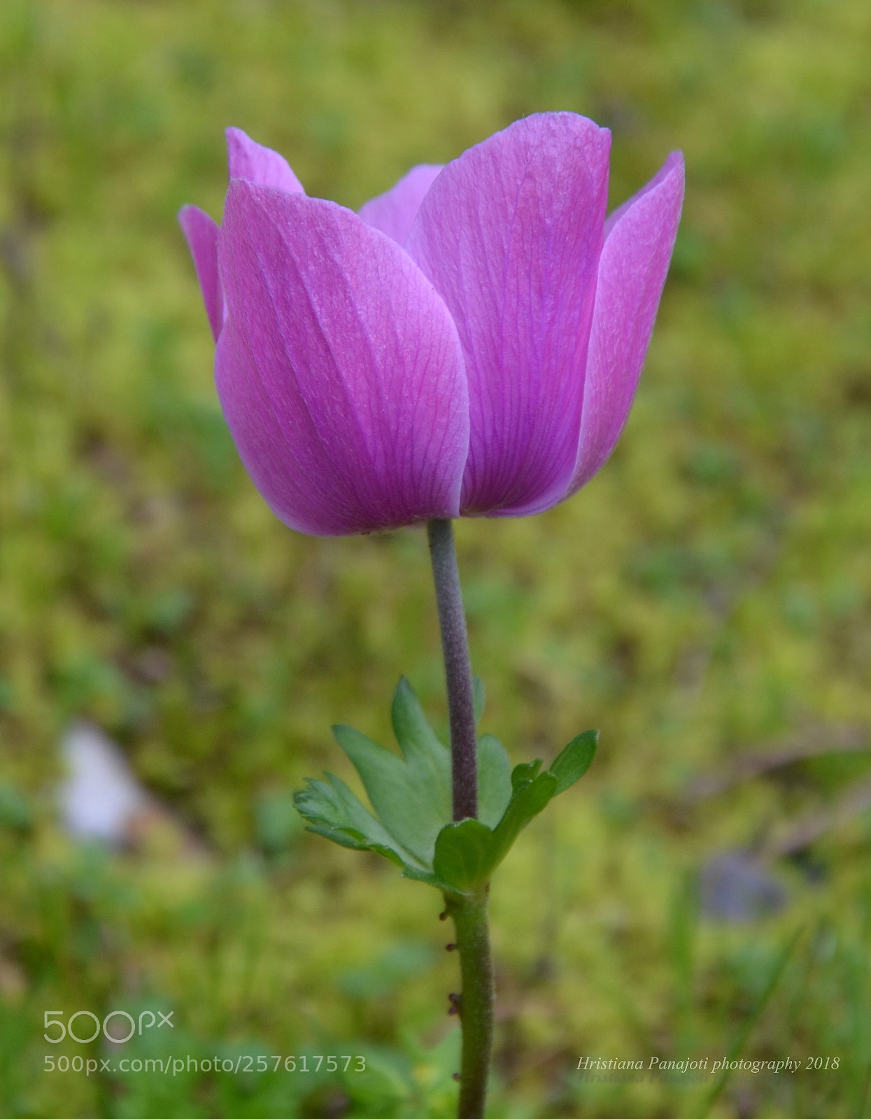 Nikon D5100 sample photo. Λουλουδάκι photography