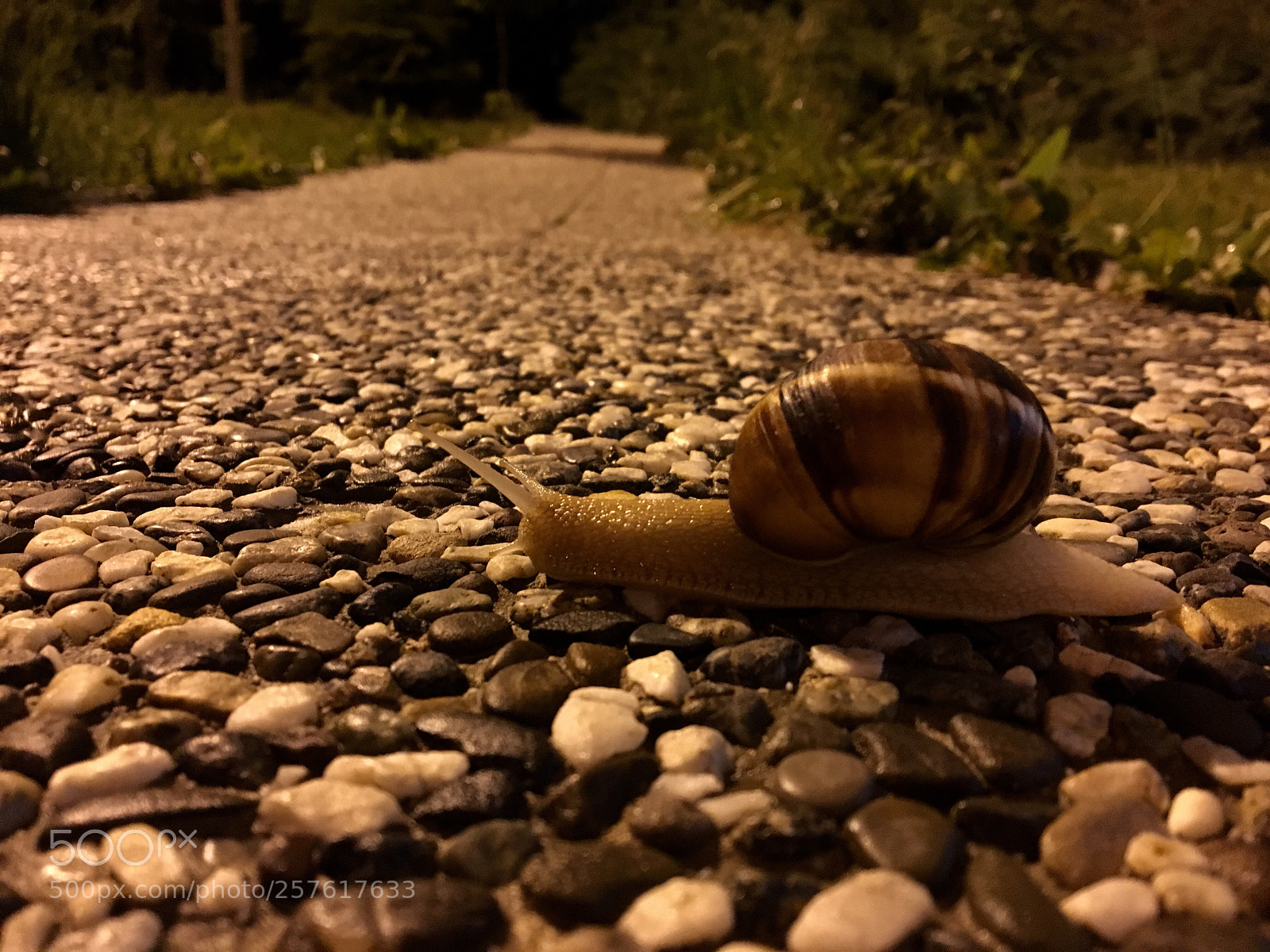 Apple iPhone 6s sample photo. The little snail  photography