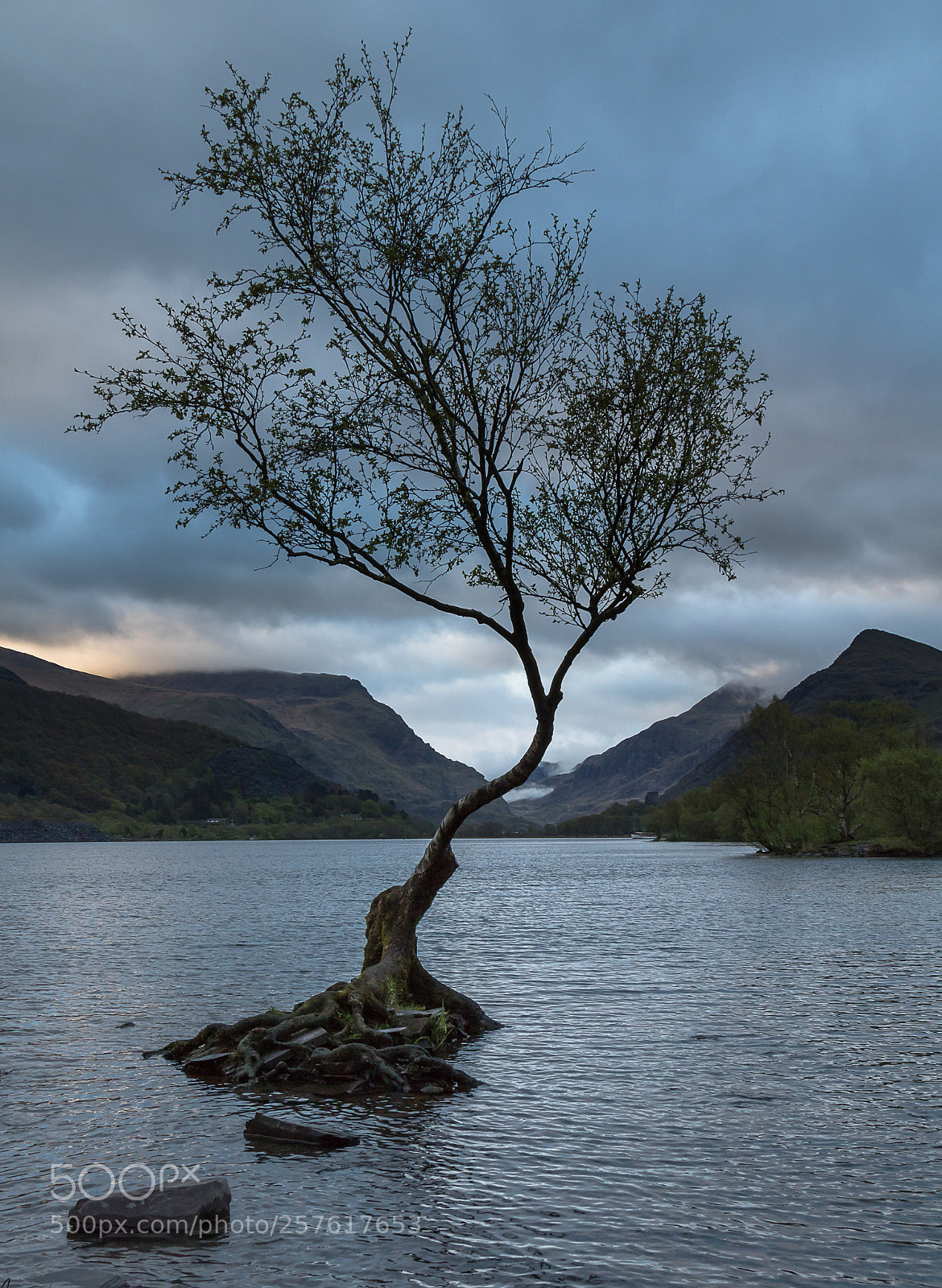 Canon EOS 750D (EOS Rebel T6i / EOS Kiss X8i) sample photo. Lonely tree photography