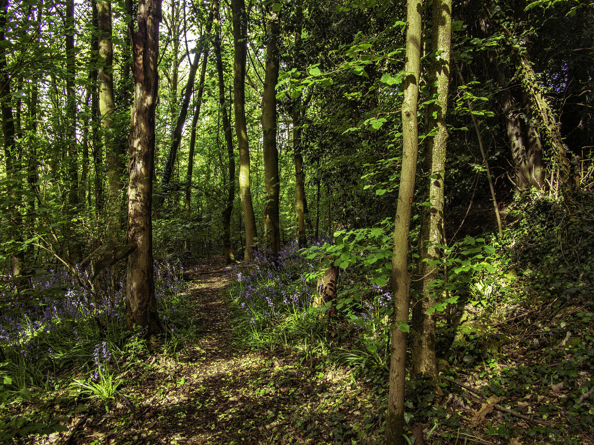 Olympus PEN E-PL5 sample photo. Blue bells in the woodland photography