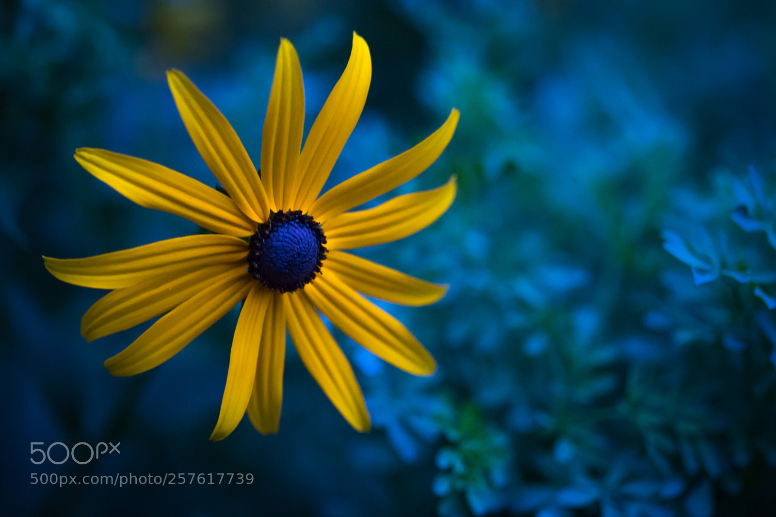 Canon EOS 6D sample photo. Night queen photography
