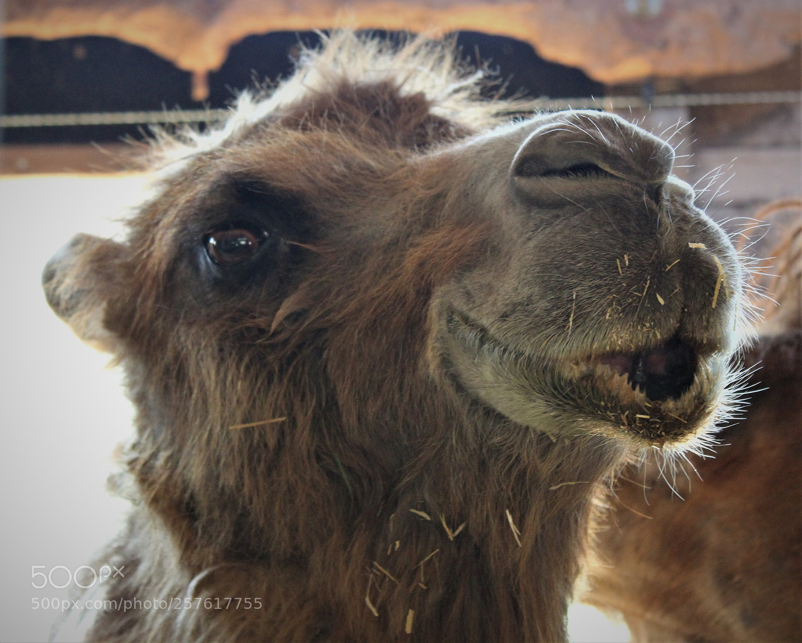 Canon EOS 1300D (EOS Rebel T6 / EOS Kiss X80) sample photo. Camel portrait photography