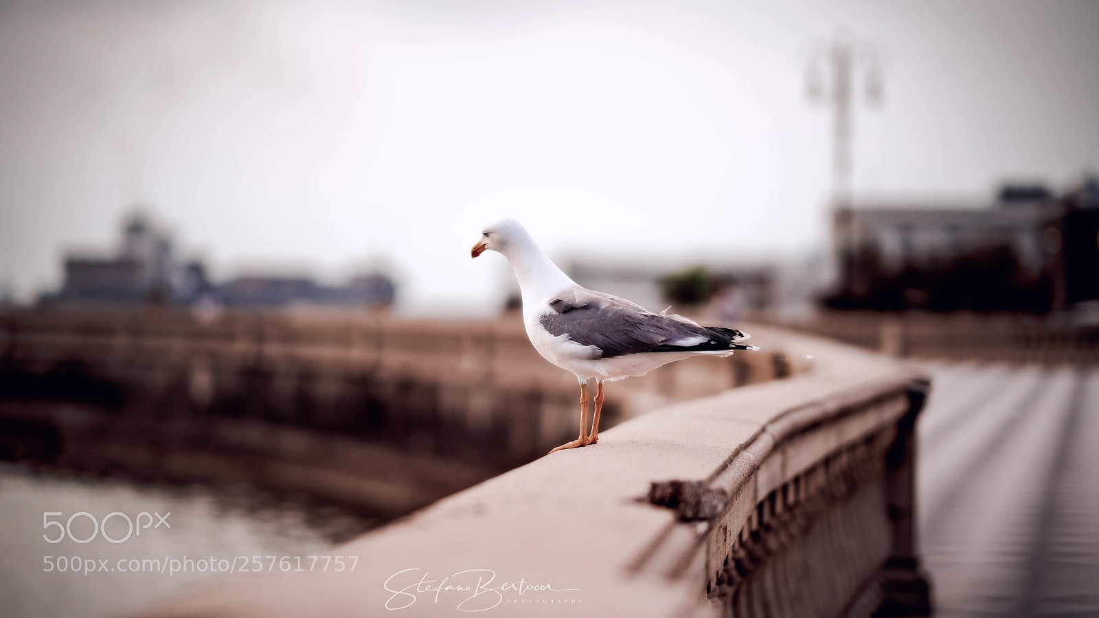 Sony a7R II sample photo. Dsc photography