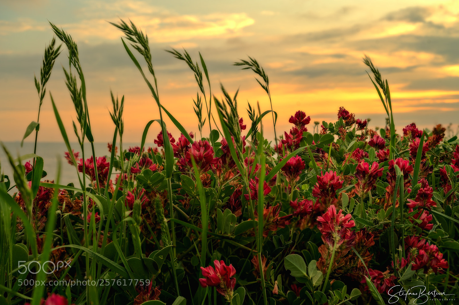Sony a7R II sample photo. Fiori al tram photography