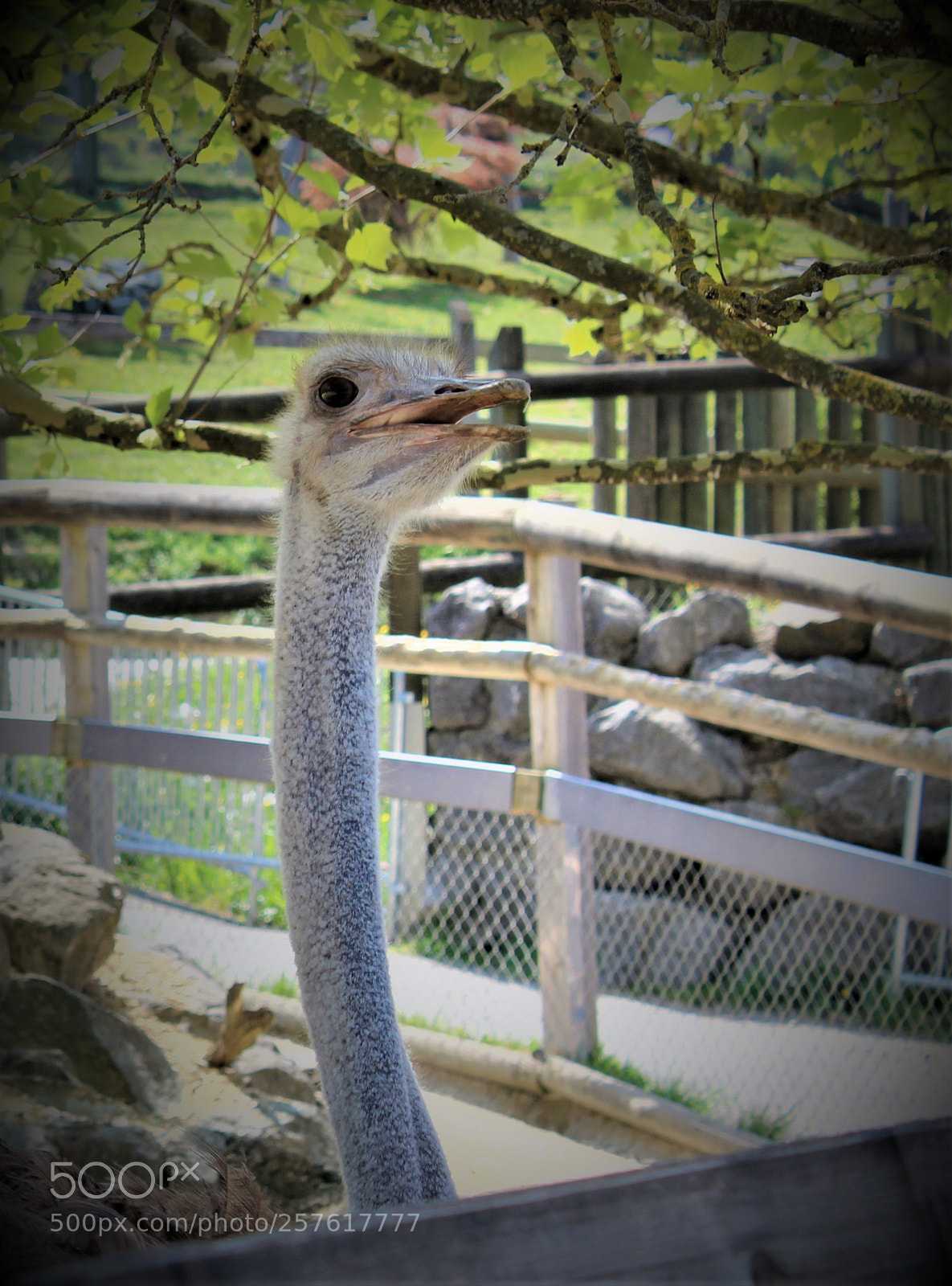 Canon EOS 1300D (EOS Rebel T6 / EOS Kiss X80) sample photo. Ostrich portrait photography