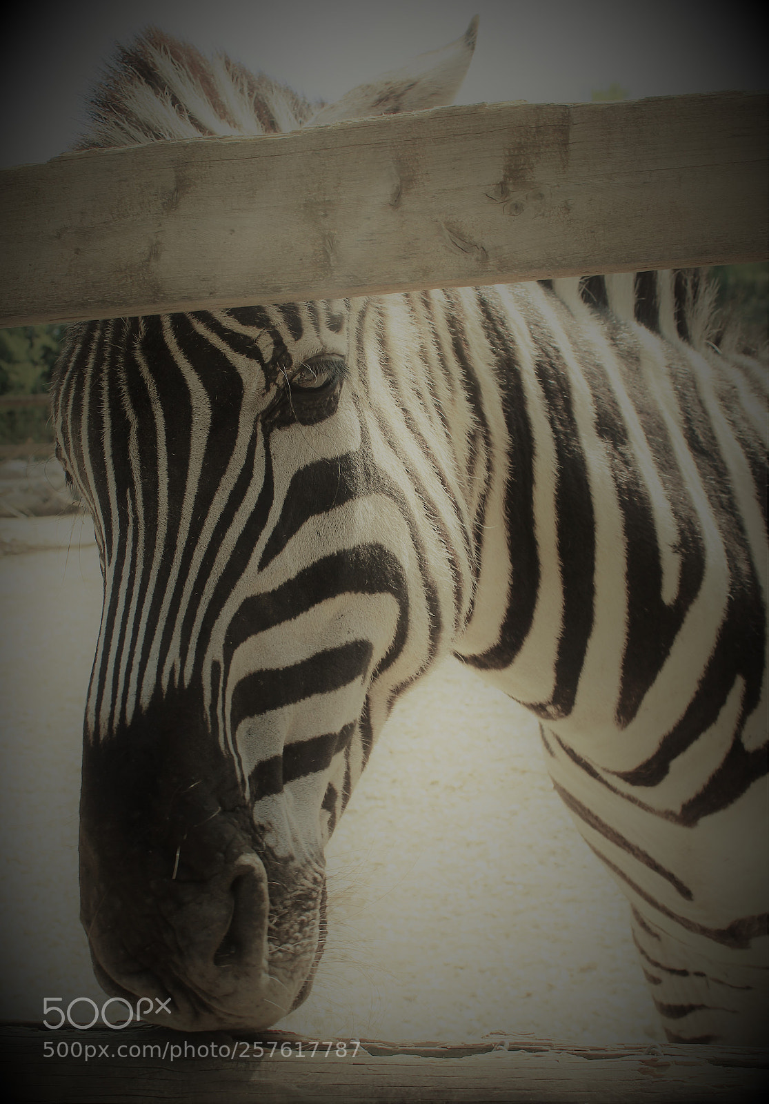 Canon EOS 1300D (EOS Rebel T6 / EOS Kiss X80) sample photo. Zebra portrait photography