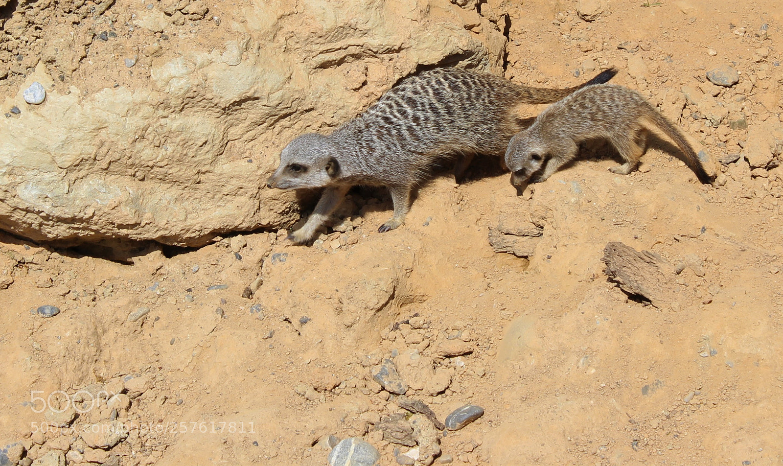 Canon EOS 1300D (EOS Rebel T6 / EOS Kiss X80) sample photo. Suricate family photography