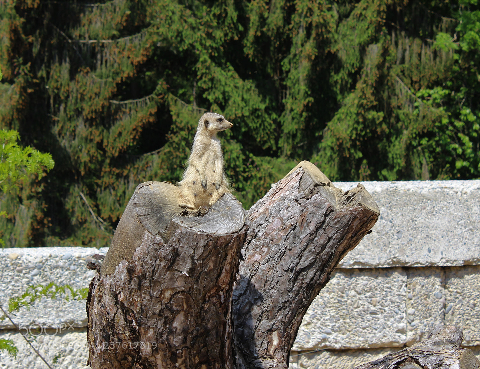 Canon EOS 1300D (EOS Rebel T6 / EOS Kiss X80) sample photo. Suricate photography