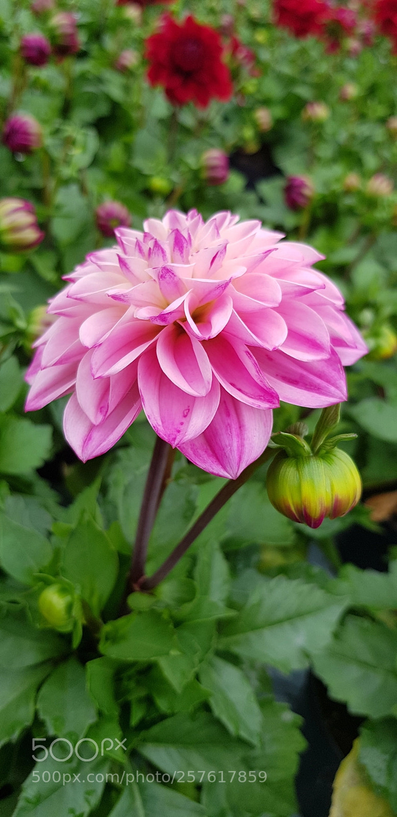 Samsung Galaxy S8 sample photo. Pink georgin photography