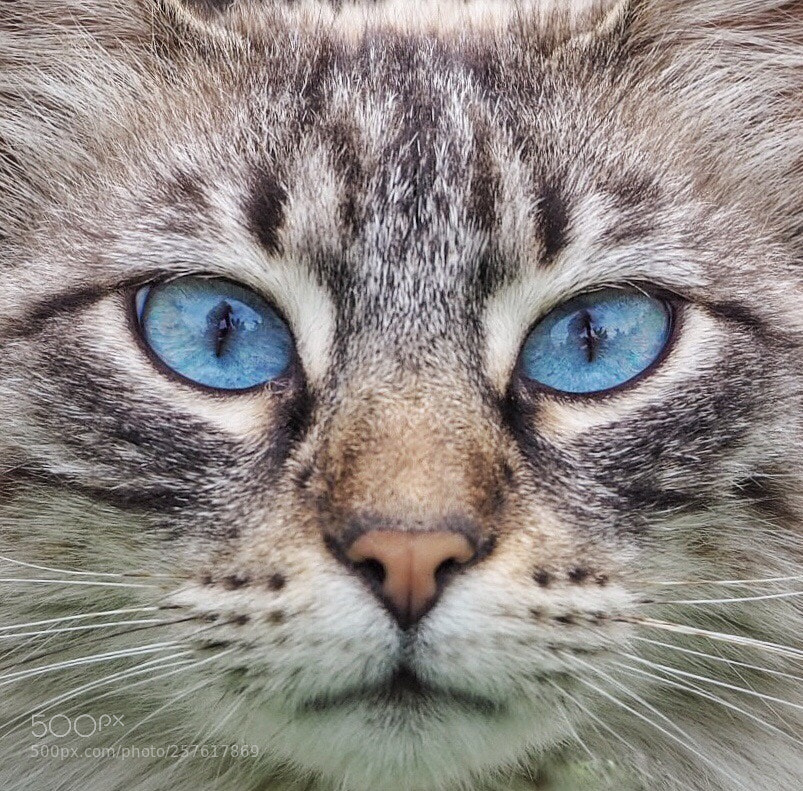 Olympus OM-D E-M10 sample photo. Blue eyes  photography