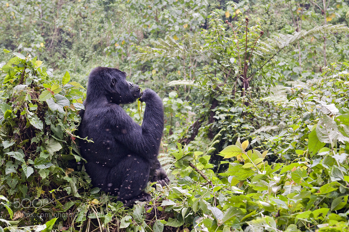 Nikon D300 sample photo. Mountain gorilla (55191-d) photography