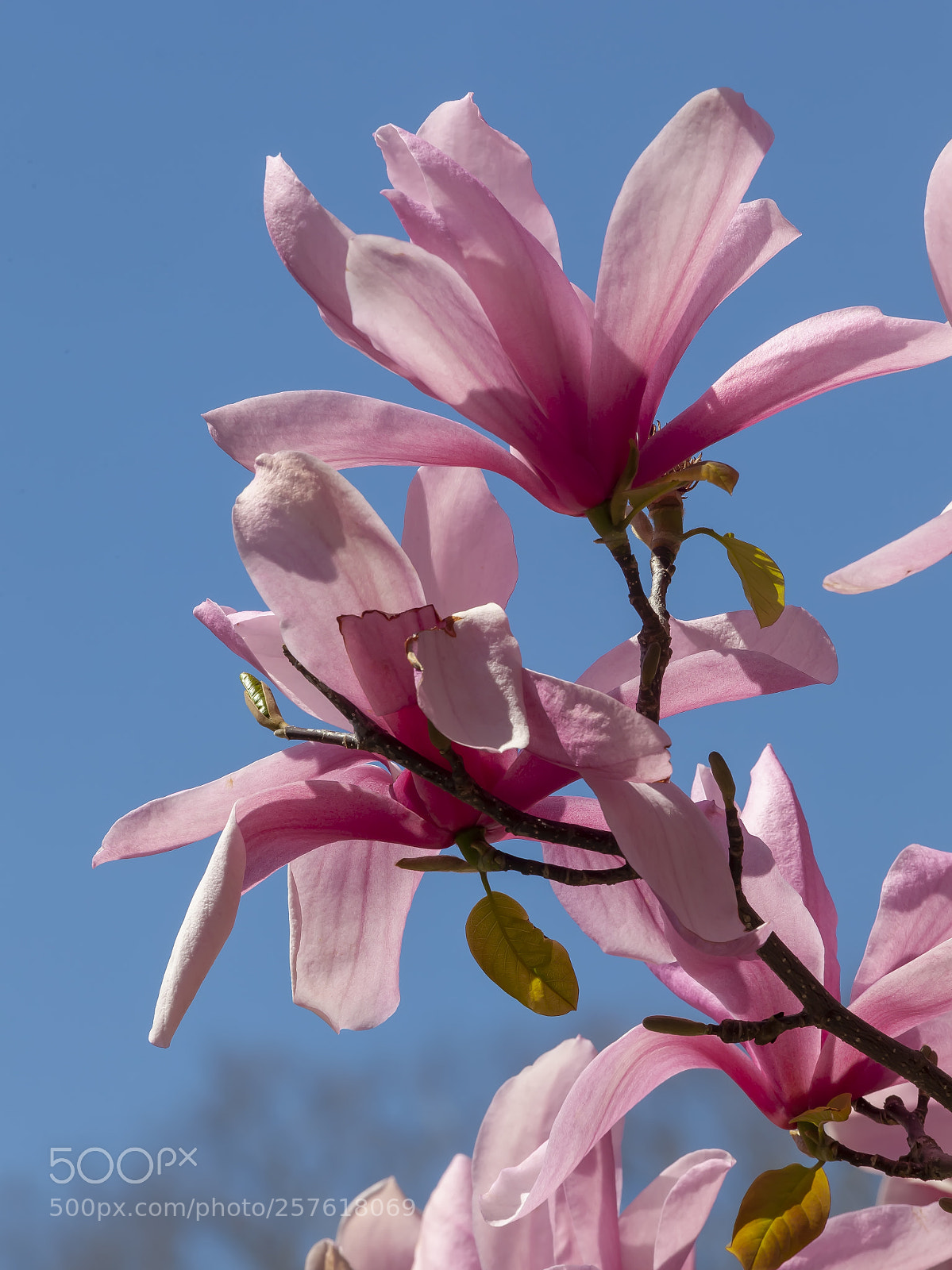 Canon EOS 5D Mark II sample photo. Magnolia blossoms photography