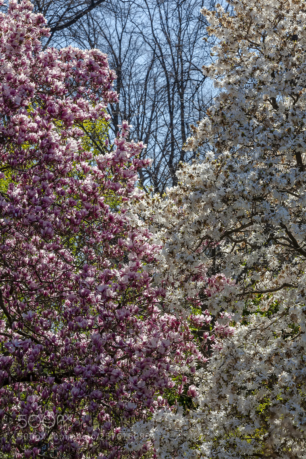 Canon EOS 5D Mark II sample photo. Magnolia trees photography