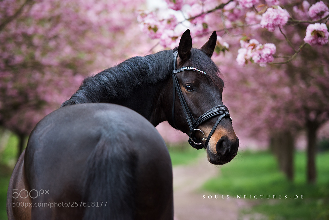 Nikon D750 sample photo. Cristeur photography