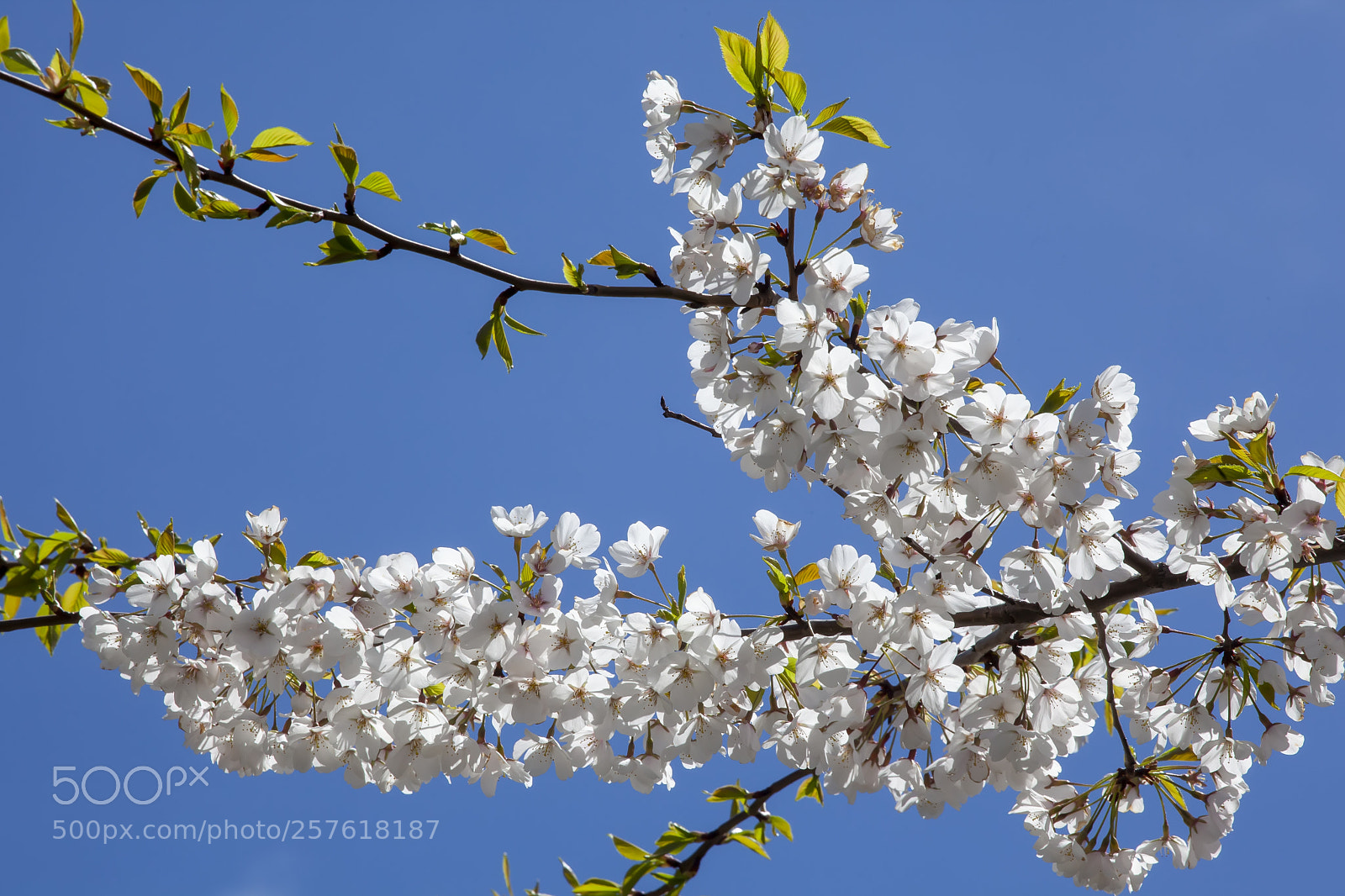 Canon EOS 5D Mark II sample photo. Cherry blossoms photography