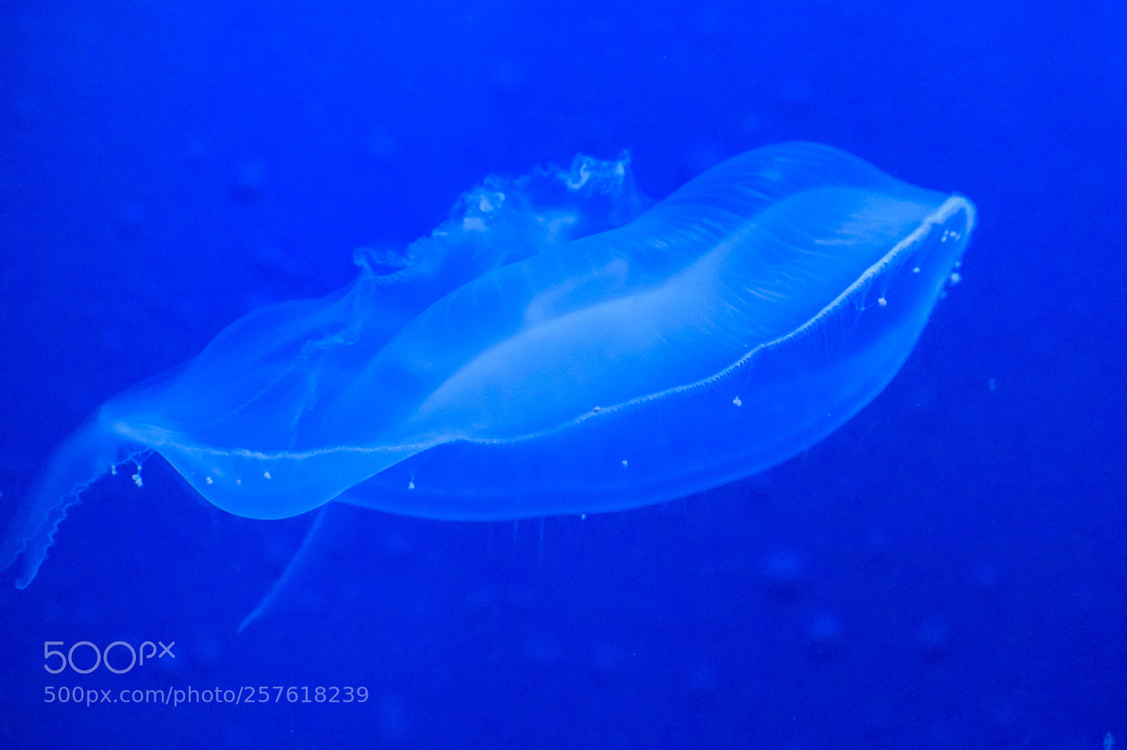 Nikon D3300 sample photo. Jellyfish photography
