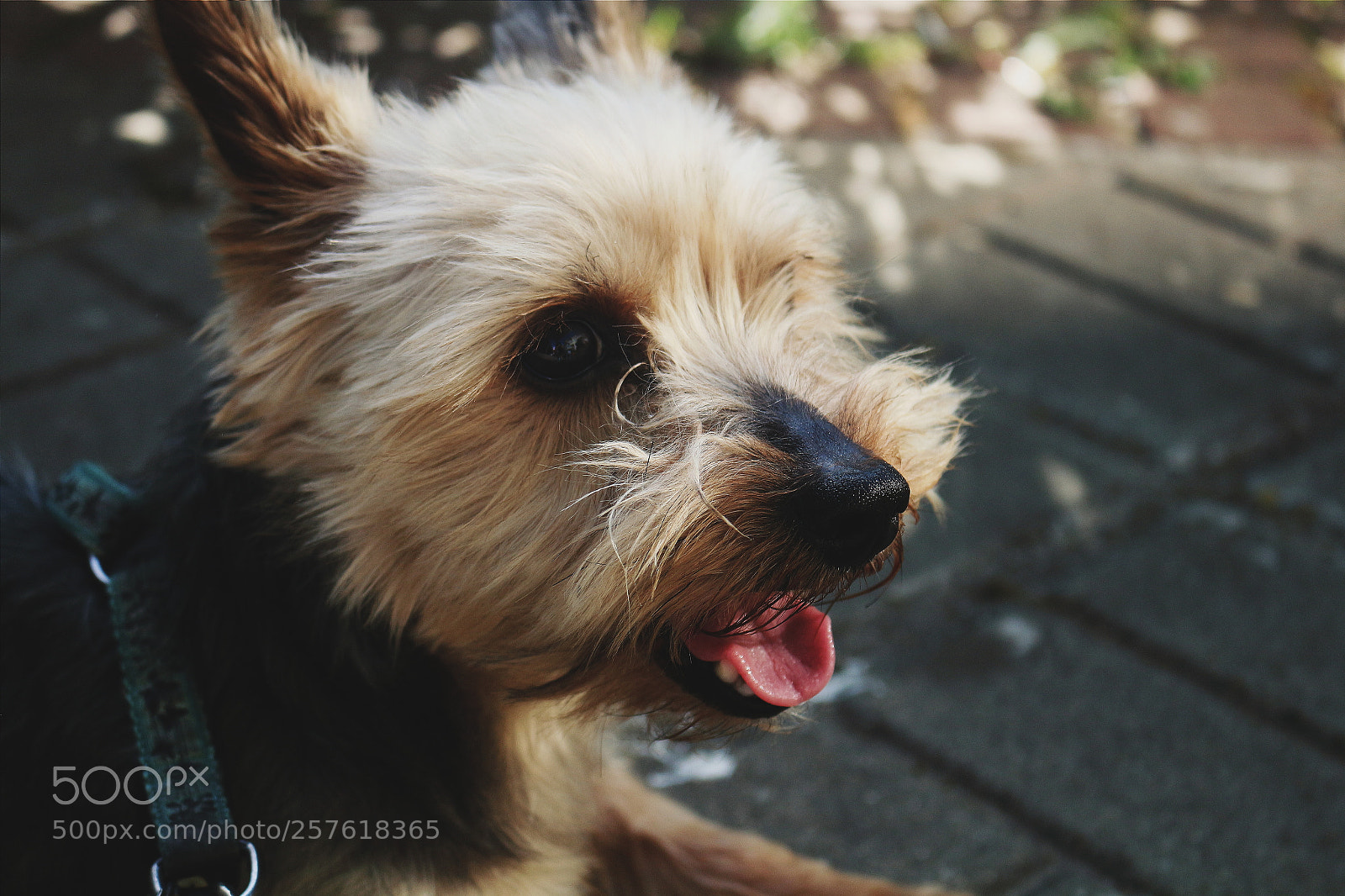 Canon EOS 700D (EOS Rebel T5i / EOS Kiss X7i) sample photo. Untitled photography