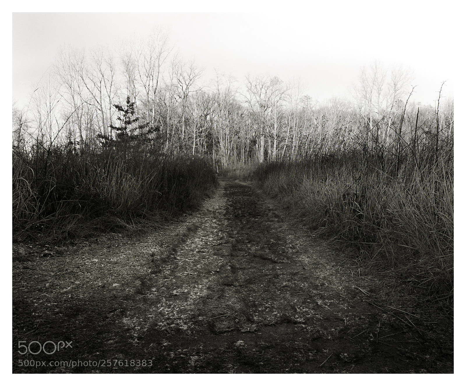 Nikon D7200 sample photo. Wintergarden trail photography