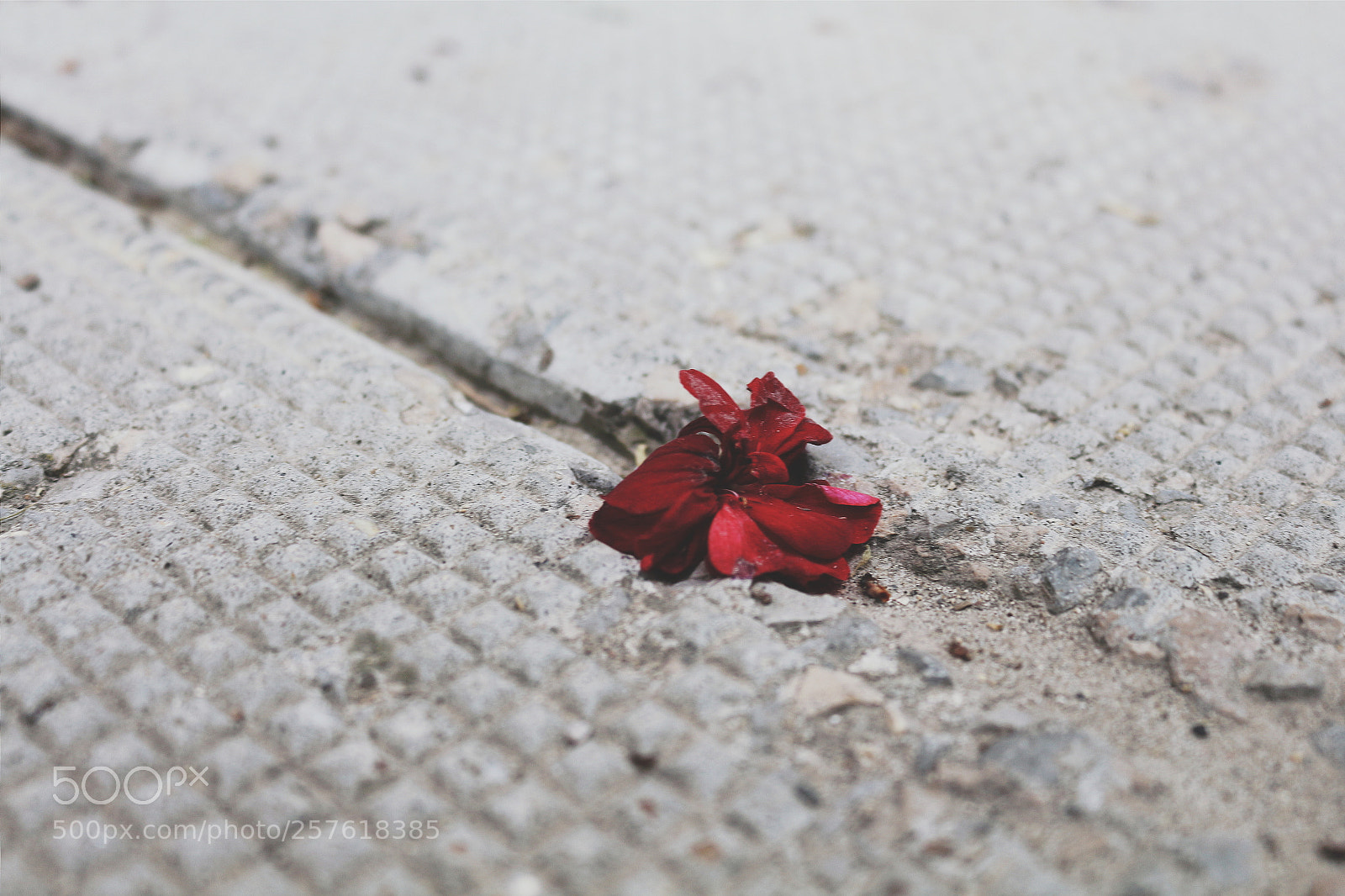 Canon EOS 700D (EOS Rebel T5i / EOS Kiss X7i) sample photo. Untitled photography