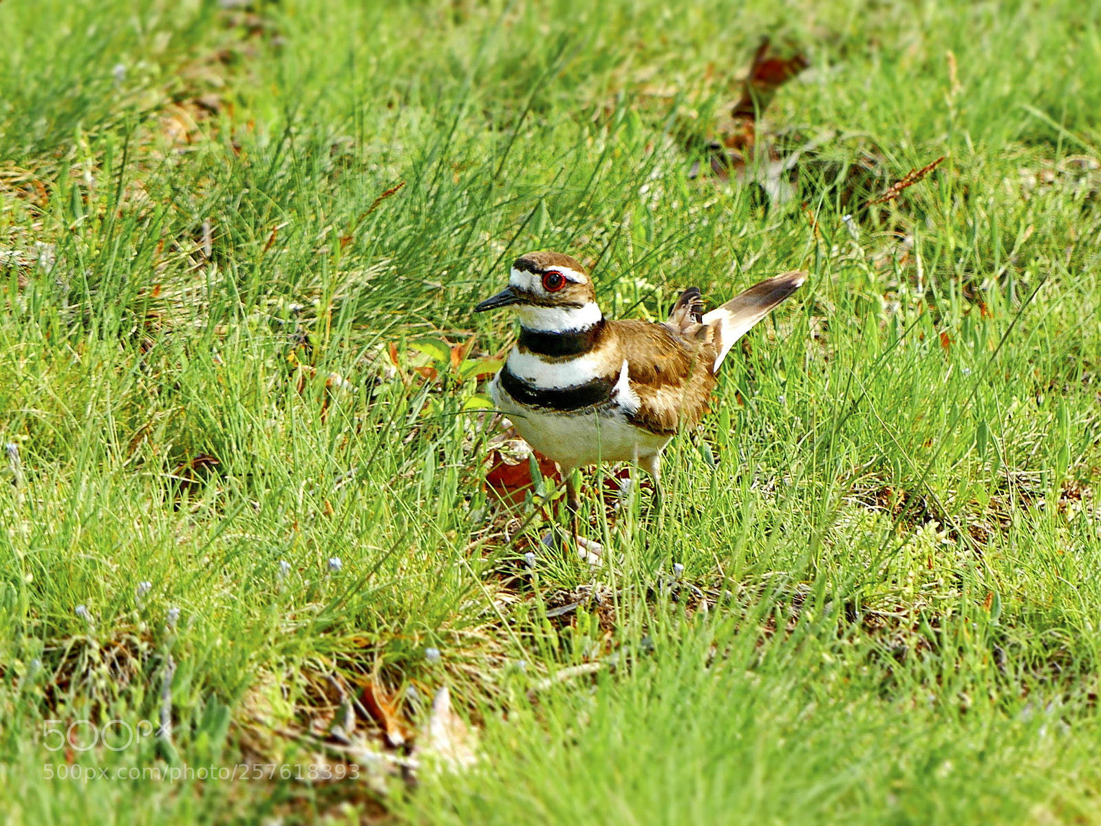 Panasonic Lumix DMC-FZ300 sample photo. Adult killdeer photography