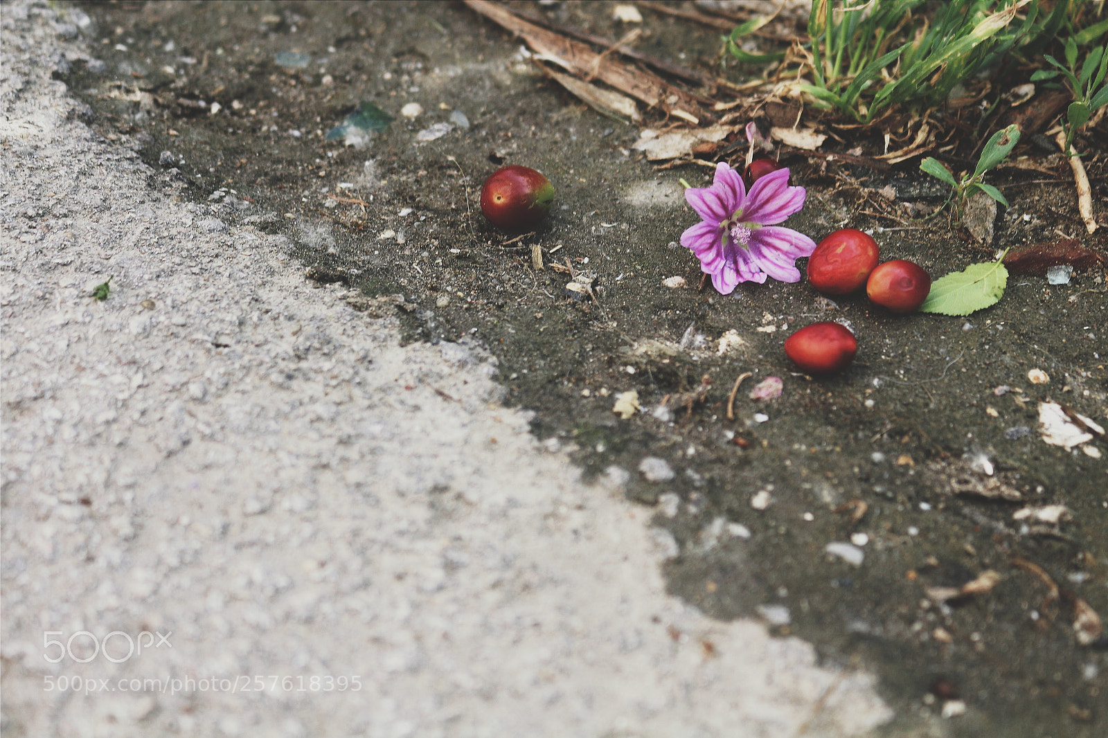 Canon EOS 700D (EOS Rebel T5i / EOS Kiss X7i) sample photo. Untitled photography