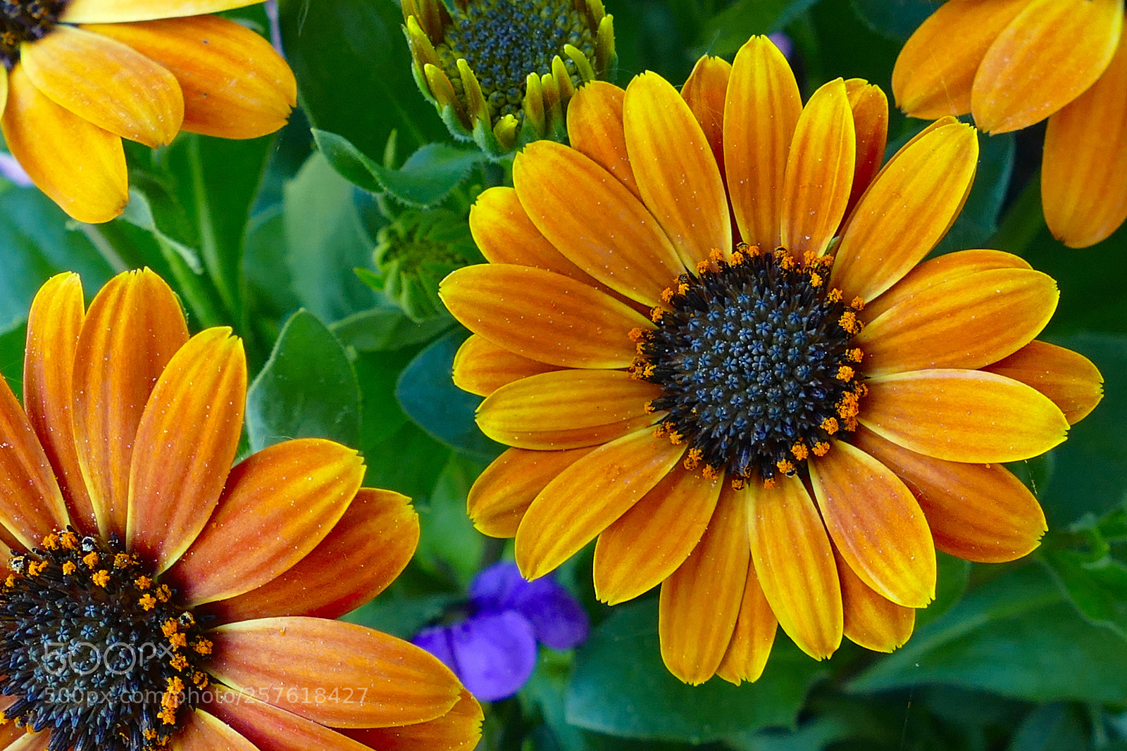 Panasonic Lumix DMC-FZ1000 sample photo. Orange symphony photography